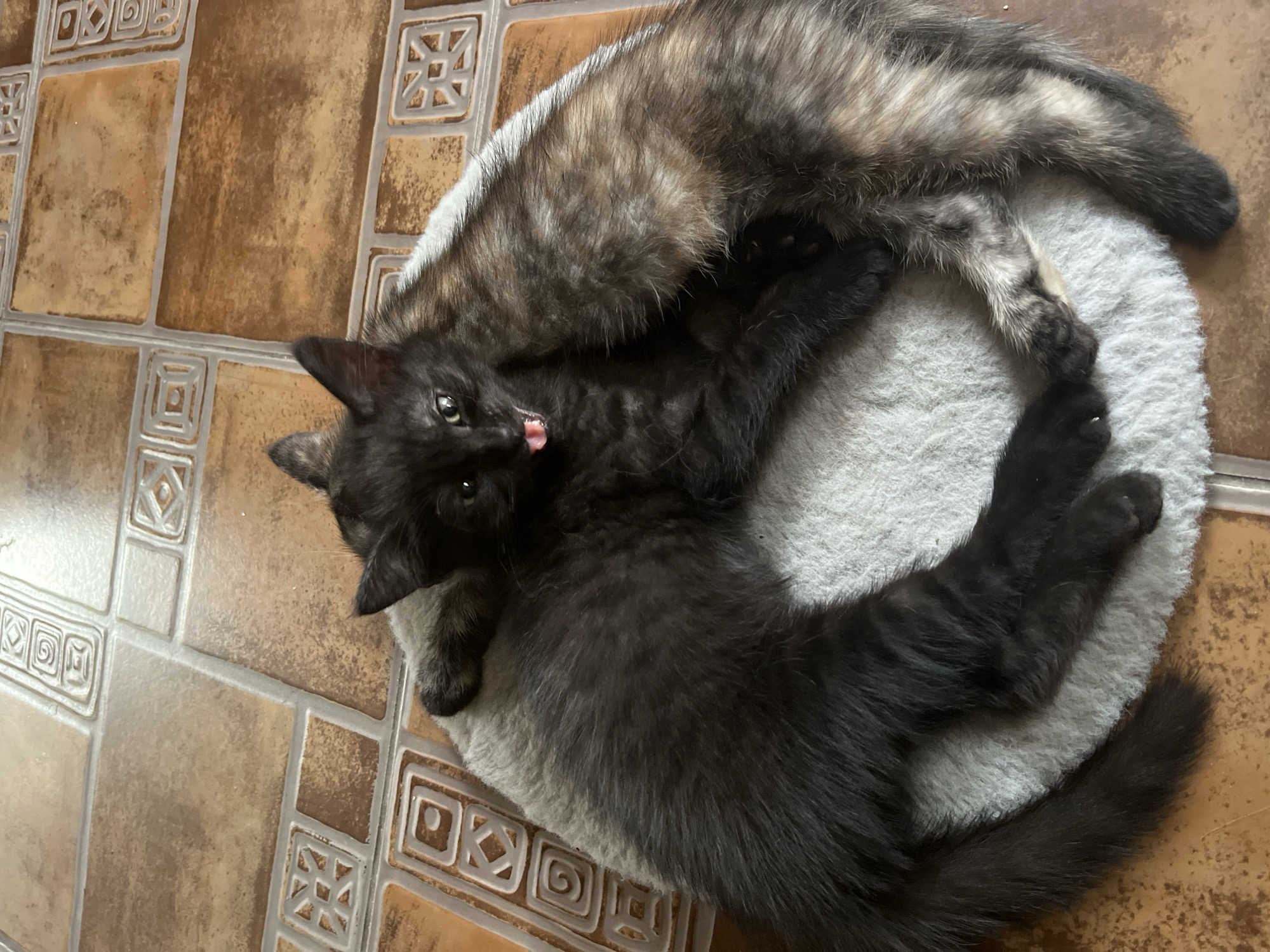 Two kittens are lying on a gray, fluffy circular pet bed which is situated on a tiled floor. The floor tiles are a warm brown color with a decorative pattern. The kitten on the left is primarily black with a long, bushy tail and is partially obscured by the other kitten. The kitten on the right has a tortoiseshell pattern with patches of black, brown, and orange fur. This kitten's face is visible, with its mouth open and tongue sticking out, appearing to be playful or sleepy. The kittens are nestled together on the bed, with their bodies intertwined. The lighting suggests an indoor setting, likely a home. The location in Shymkent, Kazakhstan is not discernible from the image itself.