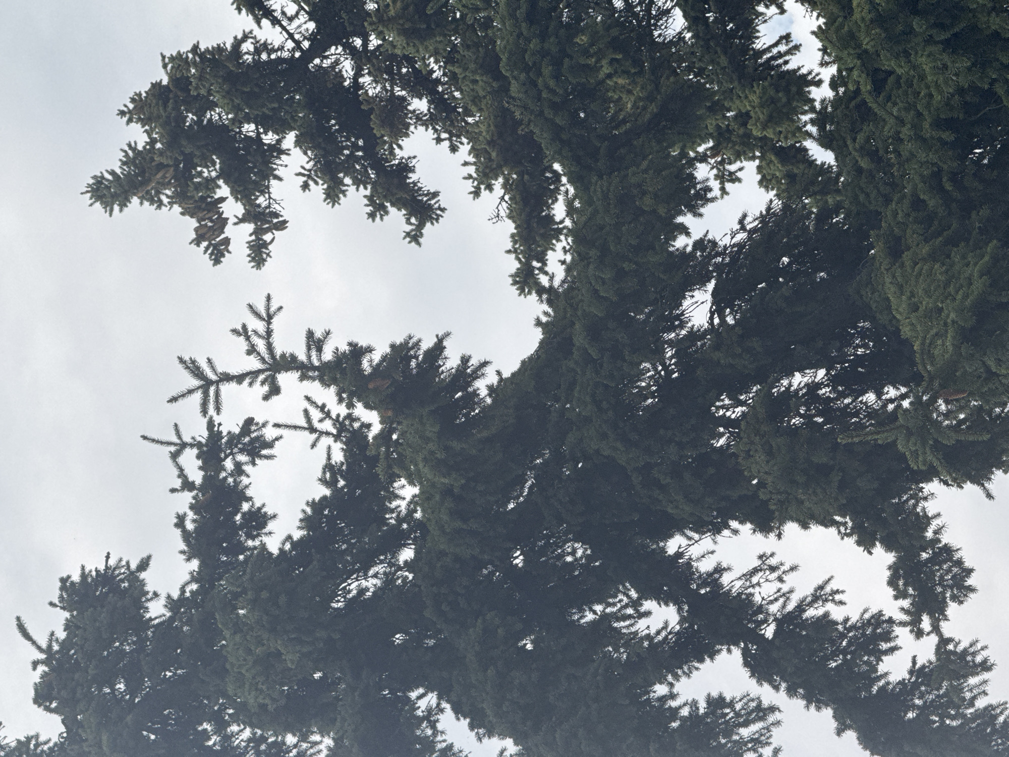 This is a close-up, upward-facing shot of the canopy of several evergreen trees, likely spruce or fir, against an overcast sky. The branches are dense with dark green needles, and some small brown cones are visible. The image appears to have been taken from a low vantage point, looking up through the trees. There are no people or man-made structures visible. The overall impression is of a natural, densely wooded area. The location in Hainburg an der Donau, Austria is not visually discernible from the image itself.