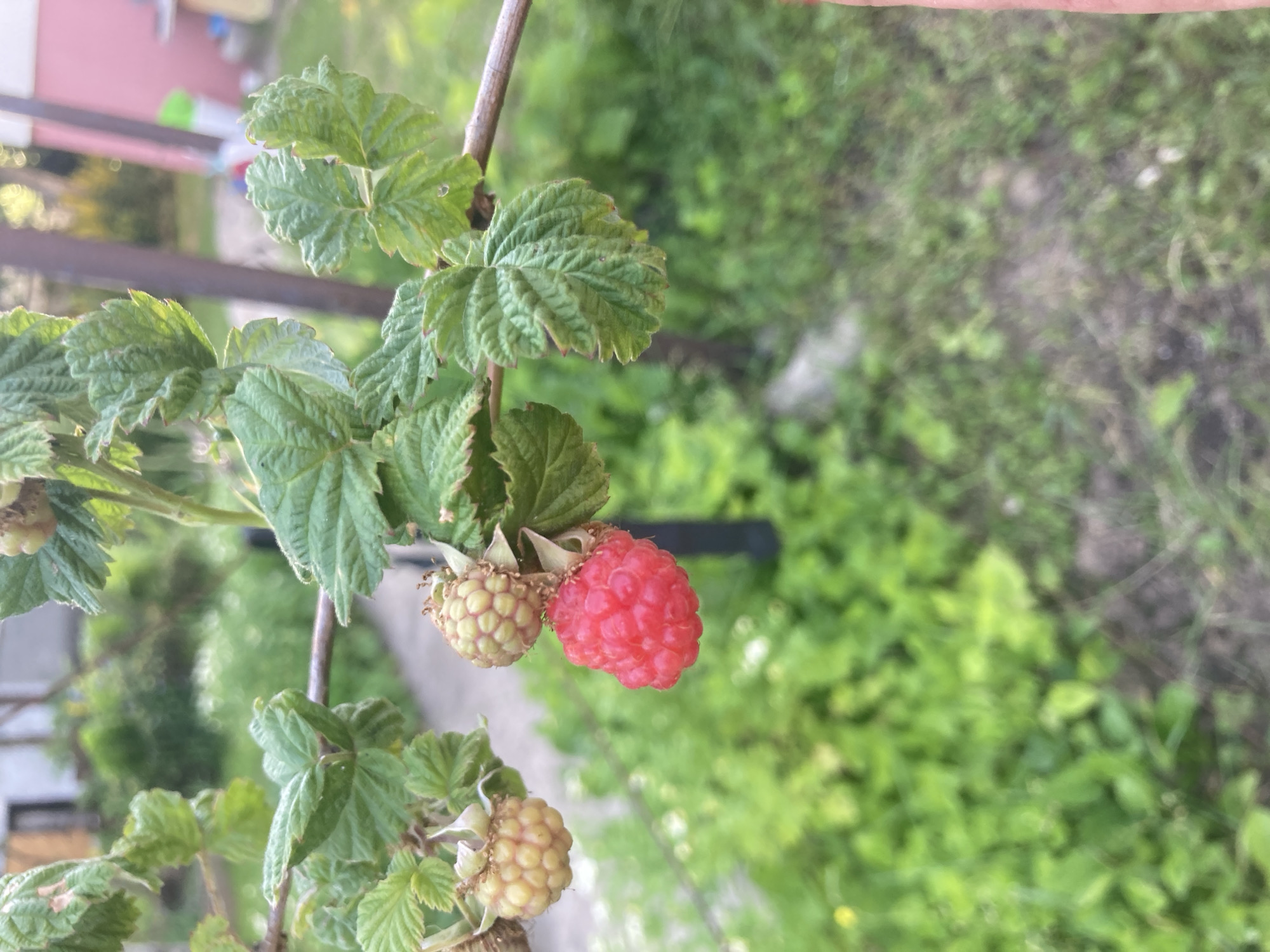 A close-up shot captures a raspberry branch laden with ripening fruit against a blurred background of greenery. The branch, with its textured bark, supports several clusters of raspberries. One cluster features two unripe, pale green berries with visible drupelets. Adjacent to them, a single, vibrant red raspberry is fully ripe, its individual drupelets distinct and plump. Further down the branch, another cluster shows pale, yellowish-green berries. The leaves are a deep green, serrated at the edges, and appear slightly textured. The scene is outdoors, likely in a garden or natural setting, given the lush vegetation in the background. The lighting suggests it could be daytime, possibly late afternoon or early morning, with a soft, diffused light. There is no visible text in the image. The overall impression is one of natural abundance and the gentle progression of the berry ripening season. The location context provided is Міханавіцкі сельскі Савет, Belarus.