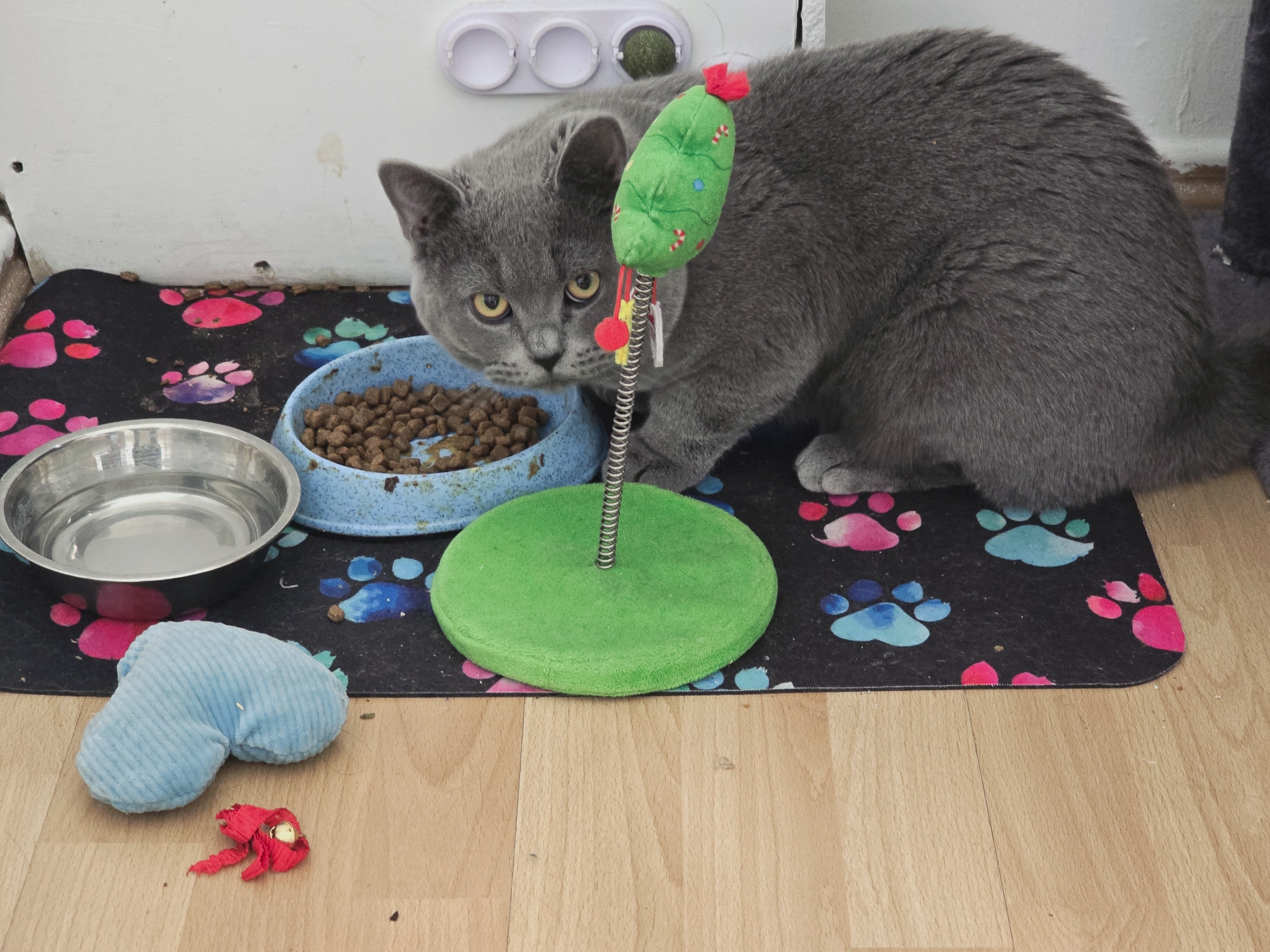 A gray British Shorthair cat sits on a black mat with pink and blue paw prints, next to a blue bowl filled with dry cat food, a stainless steel bowl, and a green cat toy. A blue toy and a red toy are on the light brown wooden floor. The location appears to be indoors, possibly in Zirndorf, Germany, based on previous context, although specific location details are not visible in the image.