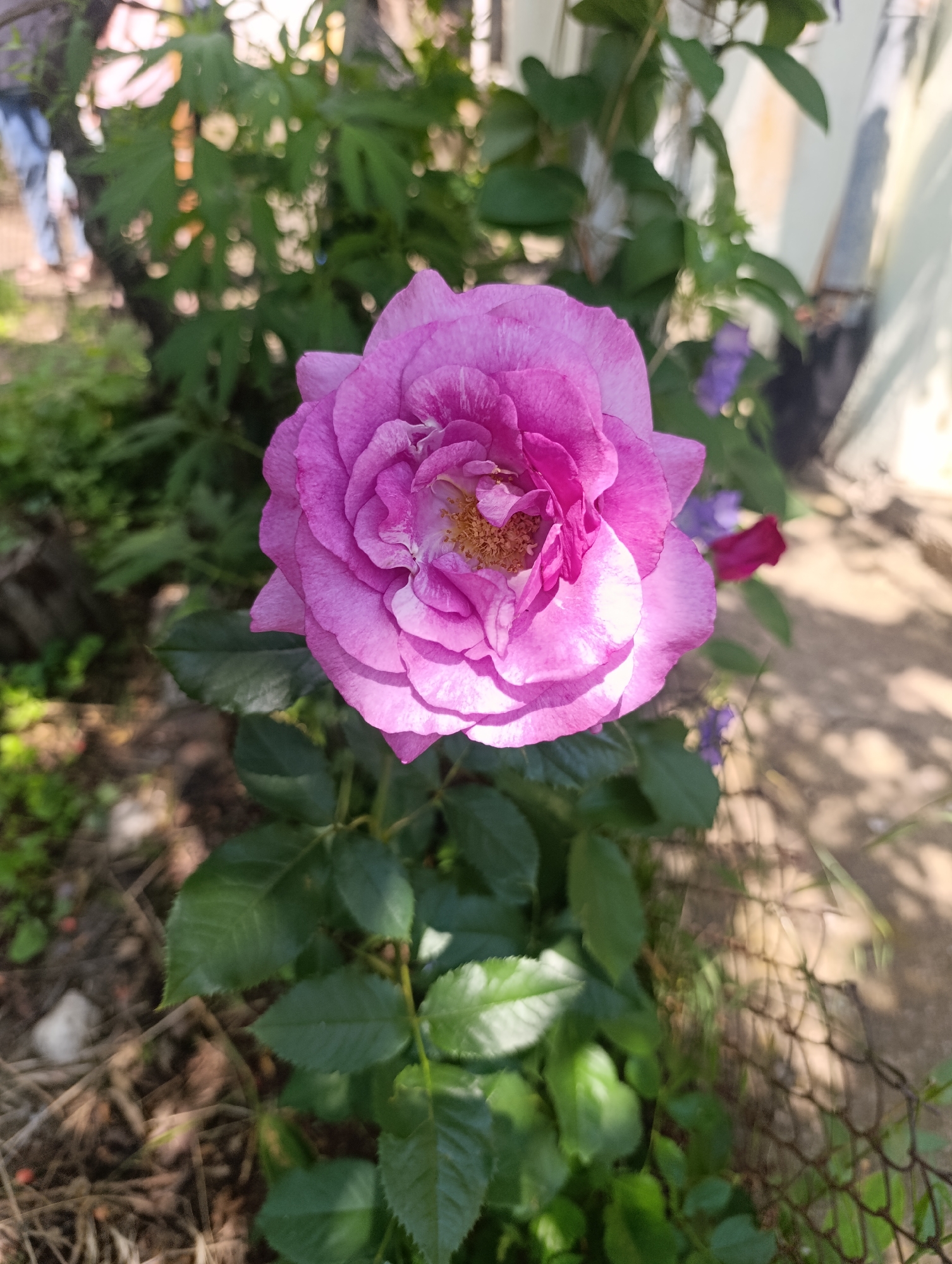 The image displays a vibrant purple-pink rose in full bloom, centered in the foreground, against a soft-focus outdoor setting in Nikolichevtsi, Bulgaria. The rose exhibits multiple layers of petals in varying shades of magenta and lilac, with a cluster of yellowish-brown stamens visible in its open center. Dark green, serrated leaves of the rose bush are present below and around the flower. The background on the left is blurred, showing dense green foliage, a partial, out-of-focus human figure wearing light-colored trousers and a dark upper garment, and an indistinct dark vertical element, possibly a tree trunk. The right side of the background features additional blurred green foliage, small out-of-focus purple flowers, a blurry red flower, and a light-colored, indistinct structure, likely a wall or building. The ground in the foreground and midground consists of exposed soil, dried plant debris, and sparse green growth. A section of dark, loosely woven wire fencing is visible in the lower right portion of the image, alongside a light-colored, possibly dirt or concrete, path. The scene is illuminated by natural sunlight, casting highlights on the rose petals.