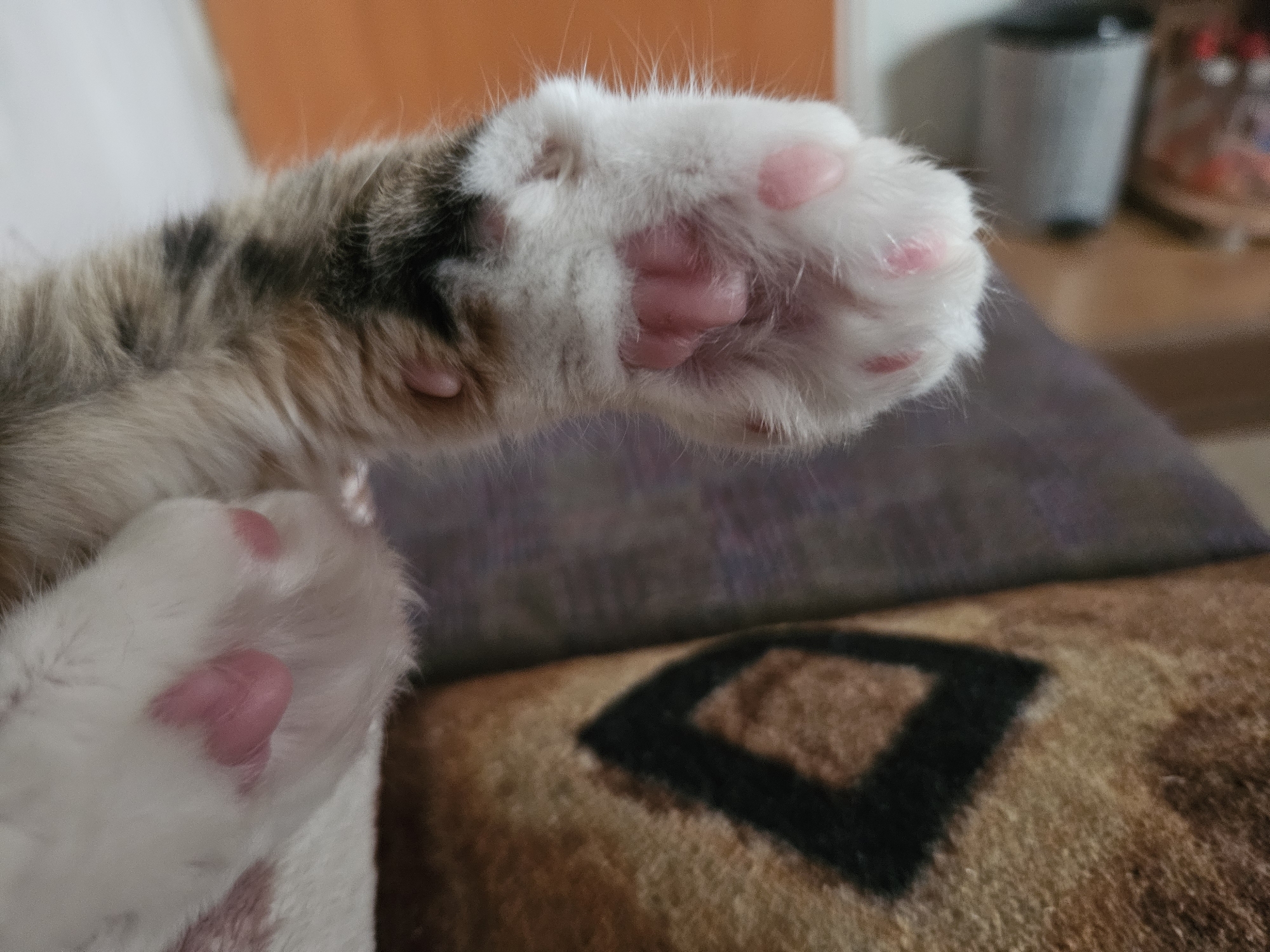 The image captures a close-up of a cat's front paw, prominently featuring its underside. The paw is covered in soft white fur, and its distinct pink toe beans are clearly visible, including the large central pad and several smaller digital pads. Above the paw, the cat's leg shows a blend of white, brown, and black tabby markings.
In the lower-left corner, a second, partially visible cat paw is present, also displaying white fur and pink toe beans, though it is less in focus than the main subject. The cat appears to be in a relaxed or resting posture, showing its paws.
The immediate background is a patterned blanket or cushion with shades of brown and tan, featuring a dark, possibly black, geometric design that resembles a large diamond. Further back, the scene is out of focus, revealing a domestic indoor setting. A grey waste bin or container is visible on the right, alongside other indistinct objects, suggesting a typical home environment. The lighting appears to be ambient indoor light.
No specific activity is depicted other than the display of the cat's paws. There is no visible text in the image. The scene takes place indoors in Yambol, Bulgaria.
