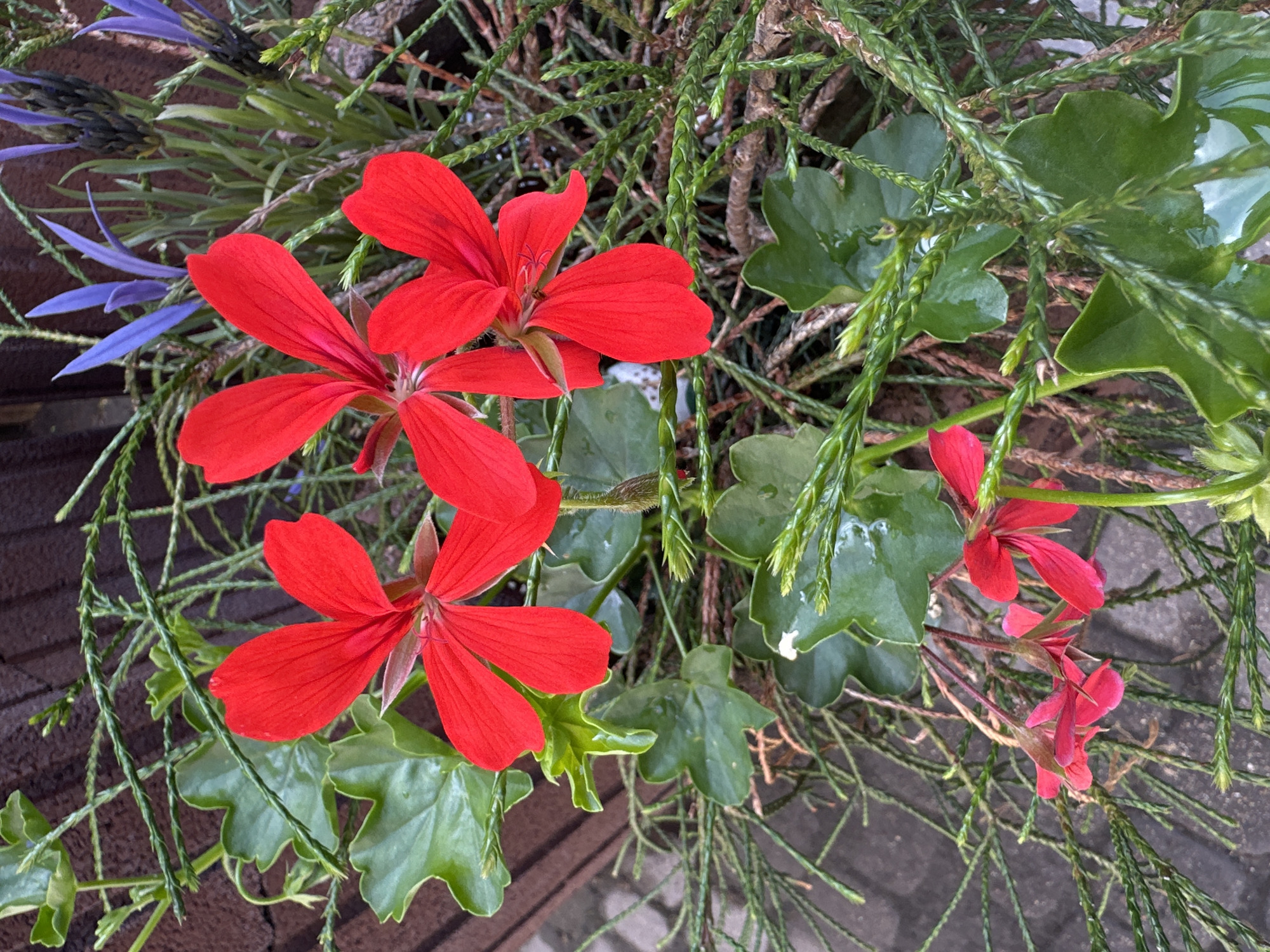 The image displays a close-up, overhead view of a plant arrangement. Prominently featured are several bright red geranium flowers with five petals each. Interspersed among the red flowers are delicate, thin green stems with small, scale-like leaves, creating a dense, textured background. In the upper right portion of the frame, there are hints of purple flowers, possibly lavender, and a darker, more conical bloom. The foliage consists of rounded, lobed green leaves, some of which appear wet. The background shows a textured surface, likely brick or stone paving, and a dark brown textured wall, possibly a brick facade. There are no people or animals present. The scene is well-lit, with natural light casting subtle shadows. There is no information in the image to suggest a specific location within the city of Łódź, Poland.