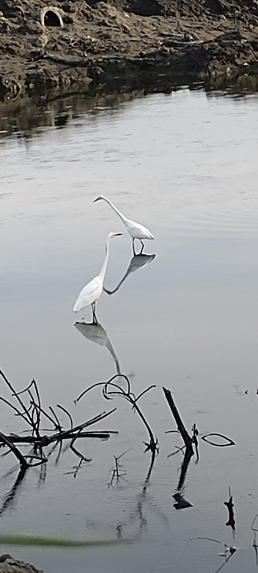 This image depicts two white herons standing in shallow water. The heron in the foreground is closer to the viewer and appears to be looking to the left. The second heron is further back and to the right, with its neck extended upwards. Both birds are reflected in the still water. In the background, there is a muddy embankment with some debris. The scene appears to be a natural body of water, possibly a river or marsh, located in Lhokseumawe, Indonesia. The water is calm with ripples visible in some areas. The overall lighting suggests it is daytime, possibly overcast.