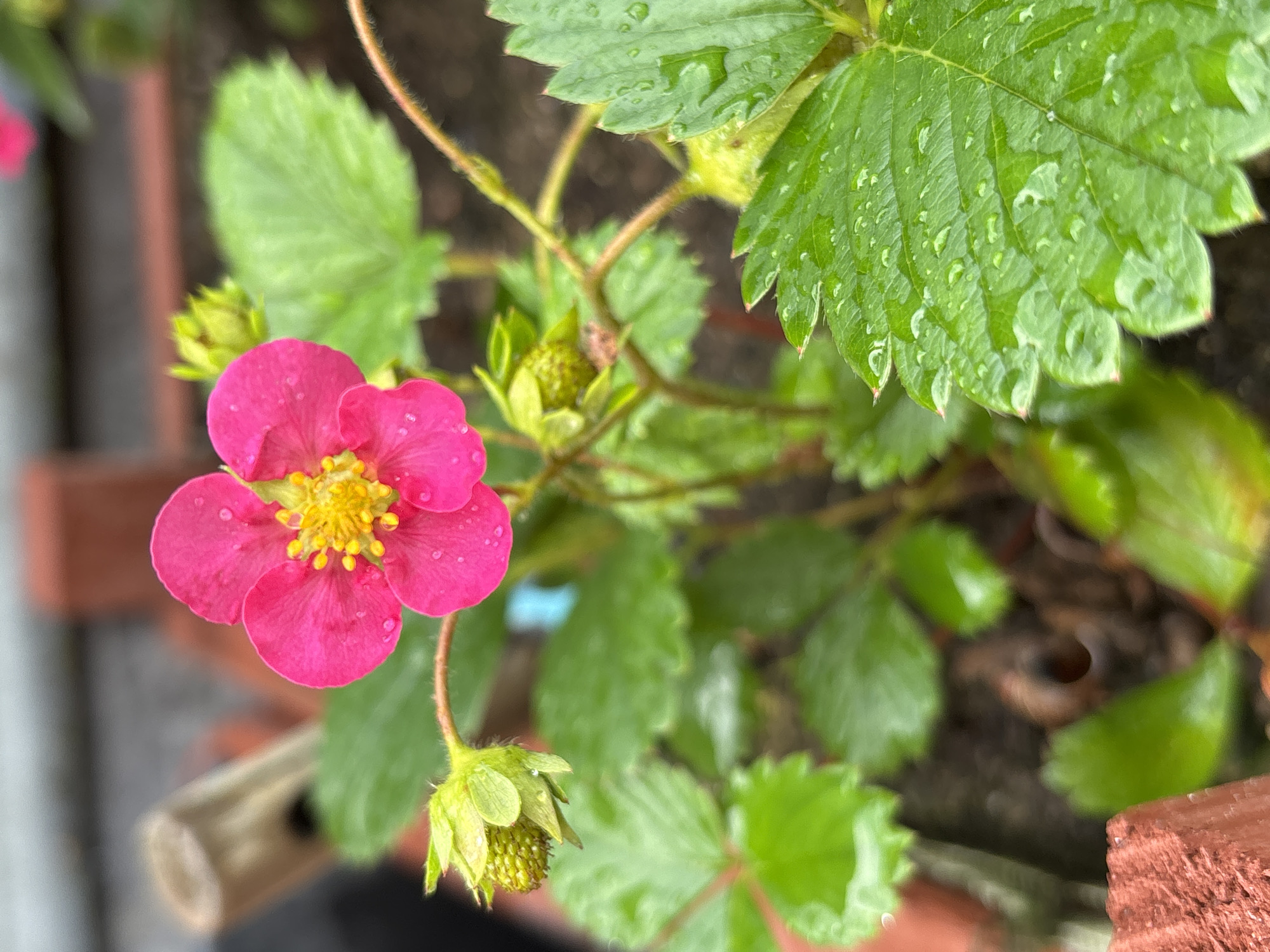 A close-up, slightly high-angle, full shot captures a vibrant pink strawberry flower in full bloom, its yellow stamen center distinct against the petals. Tiny water droplets are visible on both the flower and the surrounding lush green leaves, suggesting recent rain or watering. One young, green strawberry fruit is visible below the flower, still in its early stages of development. The background is softly blurred, revealing more green foliage and hints of brown soil, indicating the plant is likely in a garden or pot. The lighting suggests it might be daytime, possibly after a rain shower. The overall impression is one of natural beauty and growth.