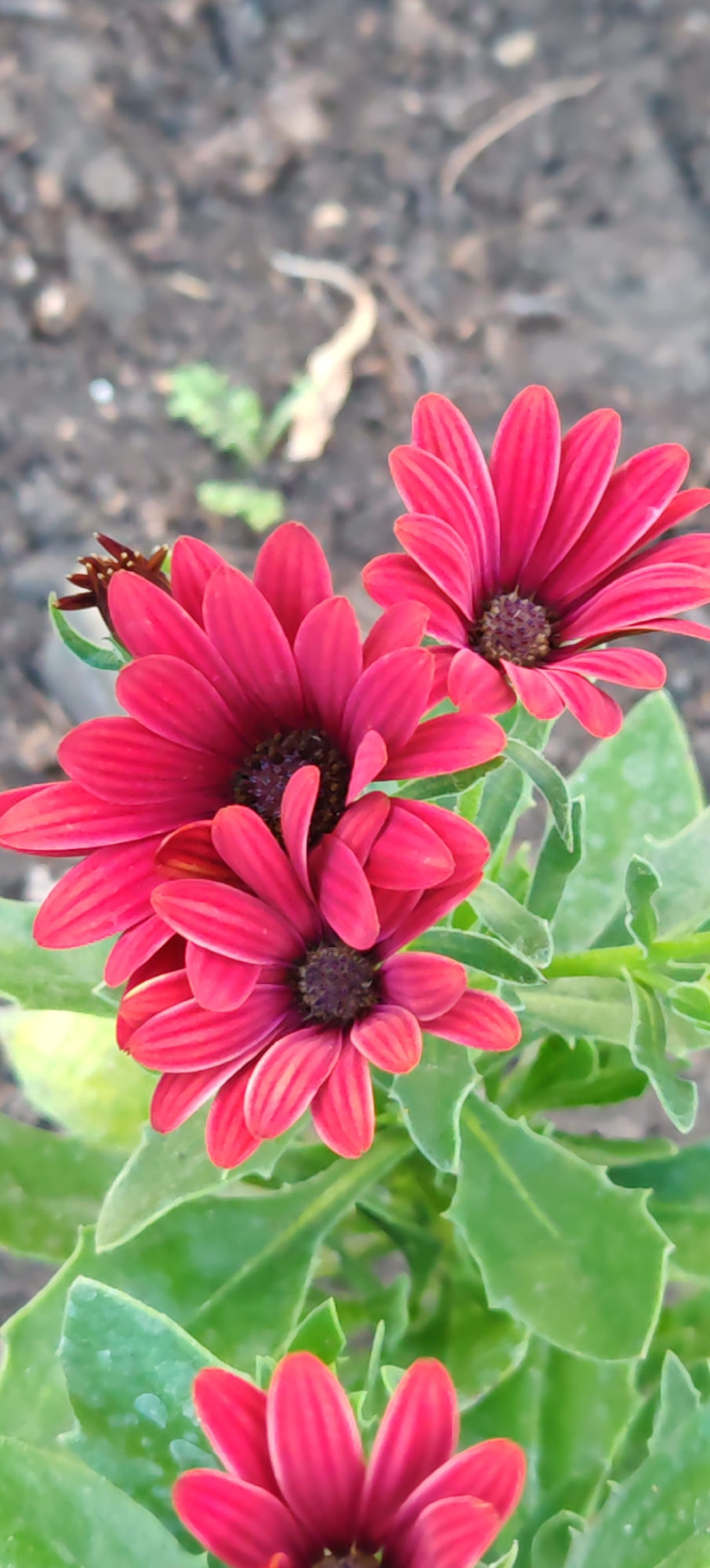 This is a close-up, vertical shot of several red daisy-like flowers in the city of Altayskoye, Russia. The flowers have dark brown centers and vibrant red petals. Some of the flowers are fully bloomed, while others appear to be in bud. The leaves are green and slightly serrated. The background is a blurred mix of dark soil and some dried plant debris. The lighting suggests it is daytime.