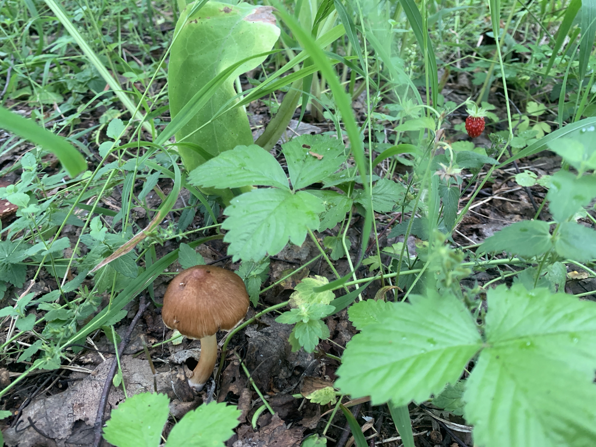 This image captures a close-up view of a forest floor in Mar'evka, Russia. The scene is dominated by lush green foliage, including various types of grass and leaves. Among the vegetation, two distinct subjects are visible: a single brown mushroom with a cap and stem, and a small, bright red wild strawberry. The ground is covered with fallen leaves and other organic debris, indicating a natural woodland environment. The lighting suggests it is daytime, with the sunlight filtering through the canopy, creating dappled light and shadows. There are no people or animals depicted in the image.