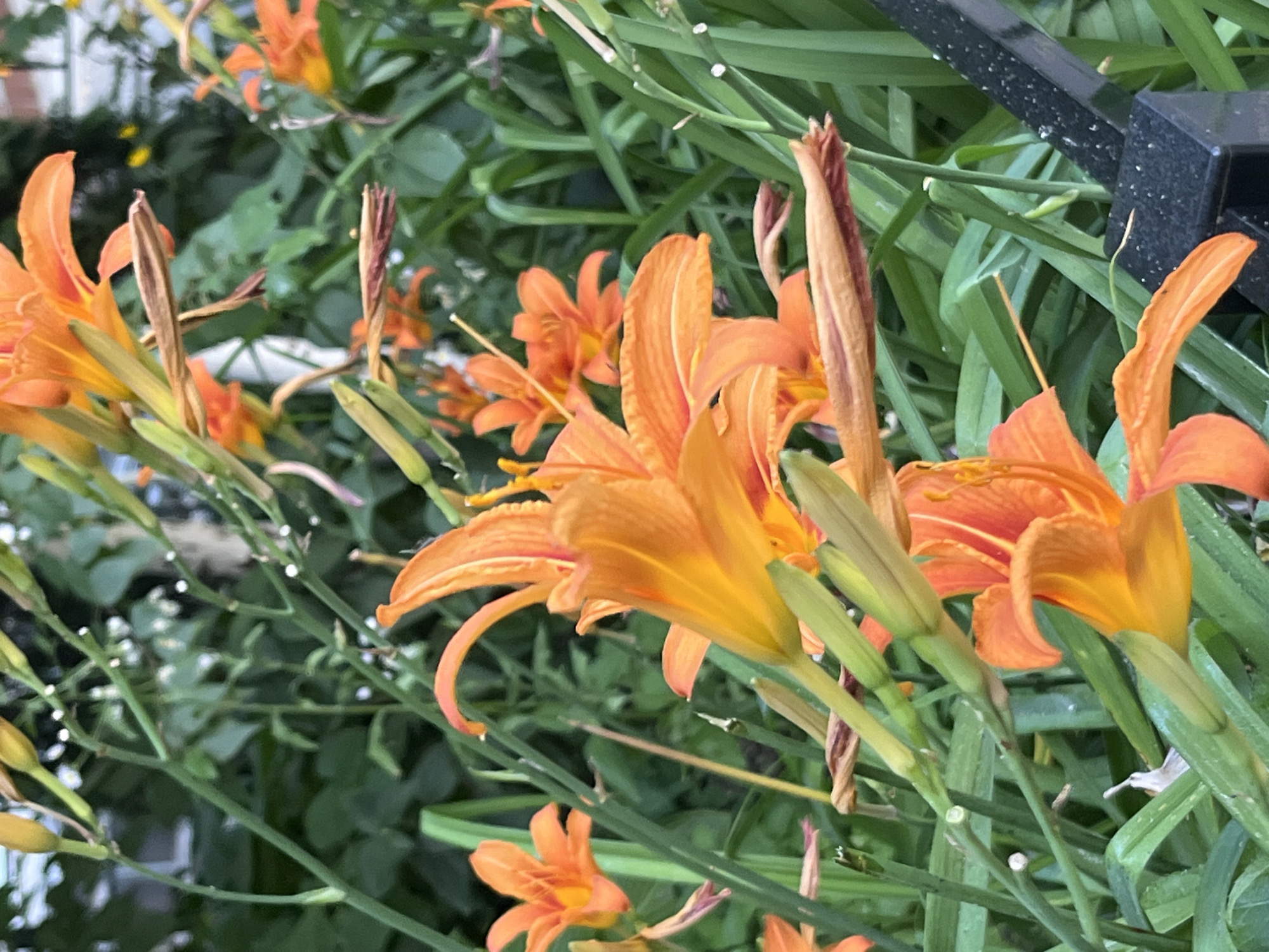 This media file captures a close-up view of vibrant orange daylilies in full bloom. The flowers are the primary subjects, showcasing their delicate petals and intricate centers. They are set against a backdrop of lush green foliage, suggesting an outdoor setting, likely a garden or a natural landscape.
The scene is one of natural beauty, with the daylilies appearing healthy and abundant. The lighting suggests it could be daytime, with the sun illuminating the bright orange of the petals. There are no people or specific objects other than the plants themselves and a portion of a black, textured structure that appears to be part of a fence or garden furniture in the upper right corner.
The overall impression is one of a peaceful, flourishing natural environment. The detail of the plants, including some unopened buds and dried seed pods, adds depth to the botanical focus. The context provided indicates the location is Dnipro, Ukraine. No text is visible in the image.