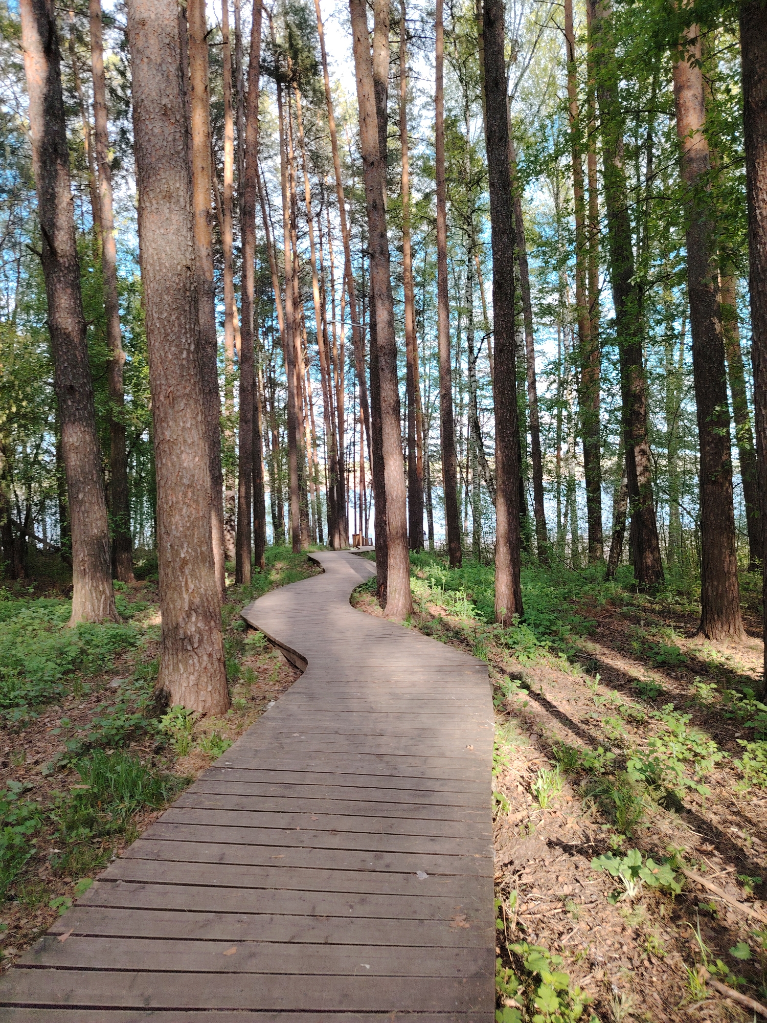 The image depicts a wooden boardwalk winding through a forest. The boardwalk is constructed of planks and curves to the left into the distance. Tall, thin trees line both sides of the path. The forest floor is covered in leaf litter and green vegetation. The location is Chaikovsky, Russia. There are no people visible in the image.