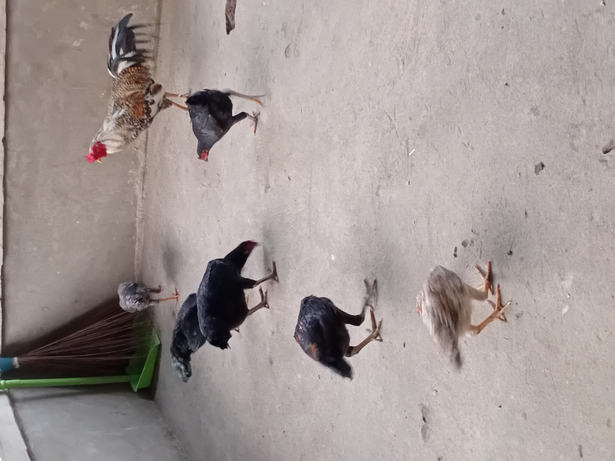 In Kasang Pudak, Indonesia, a group of chickens, including a rooster and several hens and chicks, are gathered on a concrete ground. The rooster, standing prominently, exhibits a multi-colored plumage with a red comb. The hens are predominantly black, with some appearing to peck at the ground. A fluffy chick with light brown and white feathers is also present, bending down. In the background, a green dustpan and broom are leaning against a light gray wall. The environment suggests an outdoor courtyard or enclosure.
