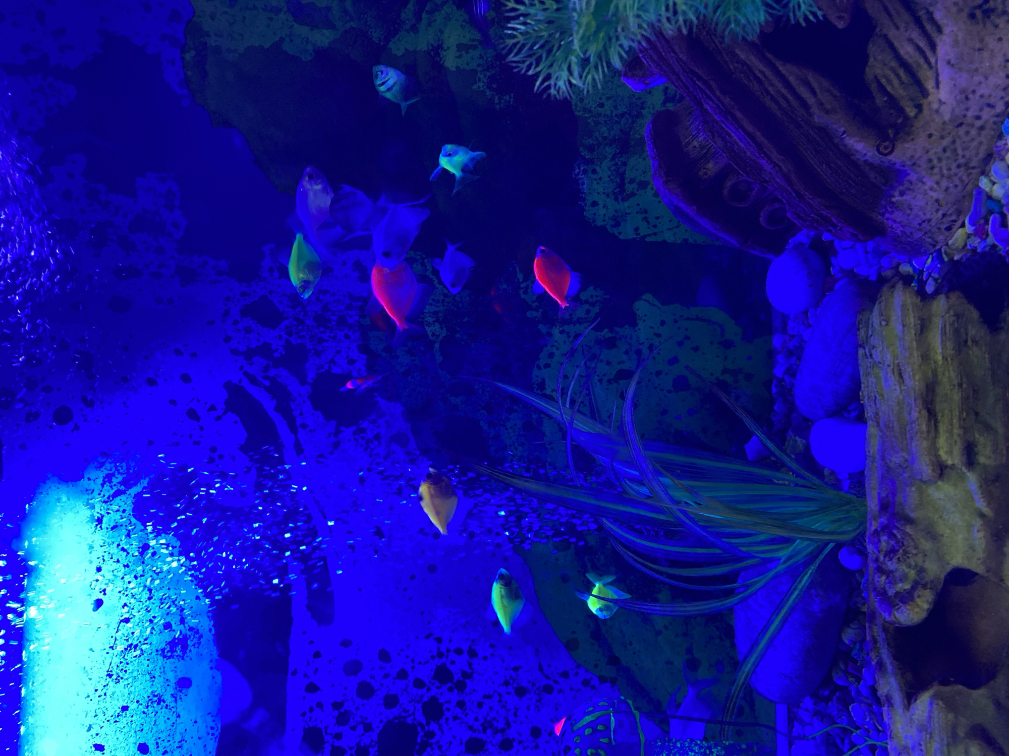 This media file captures an underwater scene within an aquarium, illuminated by blue or ultraviolet light, which causes certain elements to fluoresce. The main subjects are several small fish, likely genetically modified GloFish, displaying vibrant, unnatural colors such as bright red, glowing green, vivid yellow, and light blue/white. These fish are depicted swimming throughout the tank.
The aquarium contains various artificial decorations, including lush green and blue-tinged aquatic plants, numerous rocks, and a prominent dark, hollow log or root structure on the right side. On the far left, a dense column of small, intensely bright blue bubbles is visible, indicating an active aeration system within the tank. The overall background is a deep, dark blue, characteristic of water under specialized lighting conditions, with textured areas suggesting tank walls or substrate.
The scene depicts the fish actively swimming within their enclosed aquatic environment. The specialized lighting creates a striking and somewhat surreal aesthetic, emphasizing the brilliant, glowing hues of the fish against the dark blue water. There are no visible people or text in the image. This indoor aquarium setting, with its unique illumination and fluorescent inhabitants, is situated in Chaikovsky, Russia.