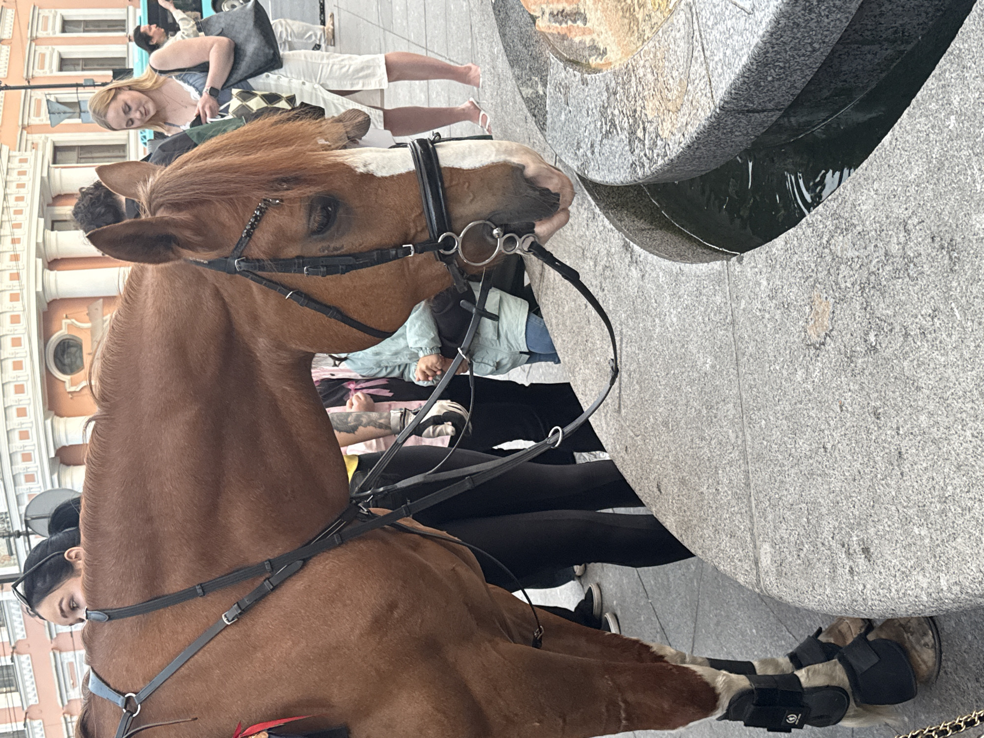 A brown horse, wearing a bridle and harness, is positioned near a circular stone fountain, leaning down to drink from the water. The horse has black leg wraps on its hind legs. Behind the horse, several individuals are visible, including a woman with dark hair wearing sunglasses, another woman with blonde hair looking at her phone, and other people in the background. The setting appears to be a public square in Saint Petersburg, Russia, with classical architecture visible in the background, characterized by its ornate facades and columns. The ground is paved, and the fountain is made of light-colored granite. The overall atmosphere suggests a bustling urban environment.