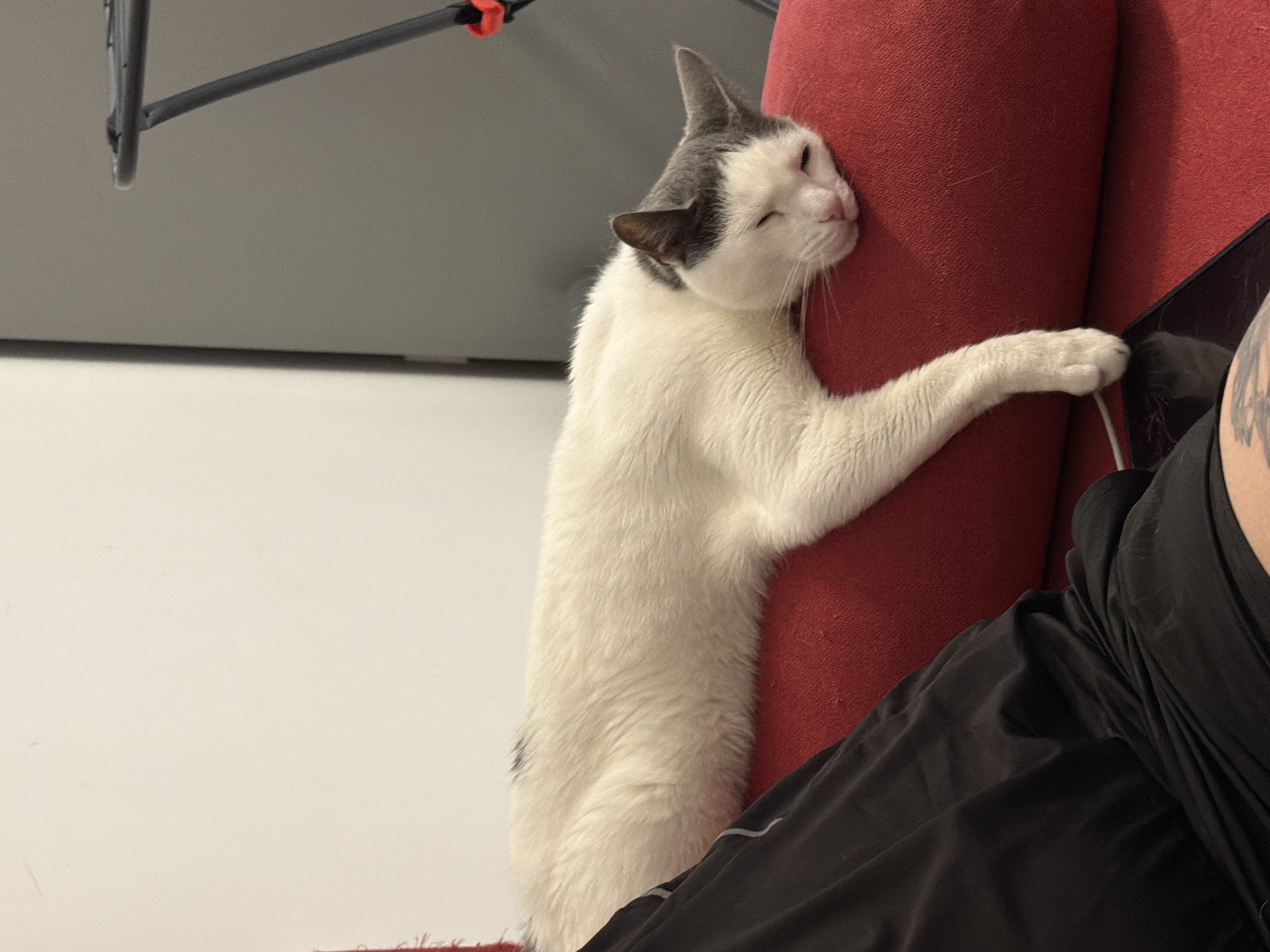 A white cat with grey markings on its head and back is sleeping on a red sofa. The cat's head is resting on the sofa cushion, and its eyes are closed. One of its front paws is hanging over the edge of the sofa. In the foreground, a person's legs in black pants are visible. A tablet computer is on the sofa next to the cat's paw. The background is a plain white wall and a grey surface. This image was taken in Burgas, Bulgaria.