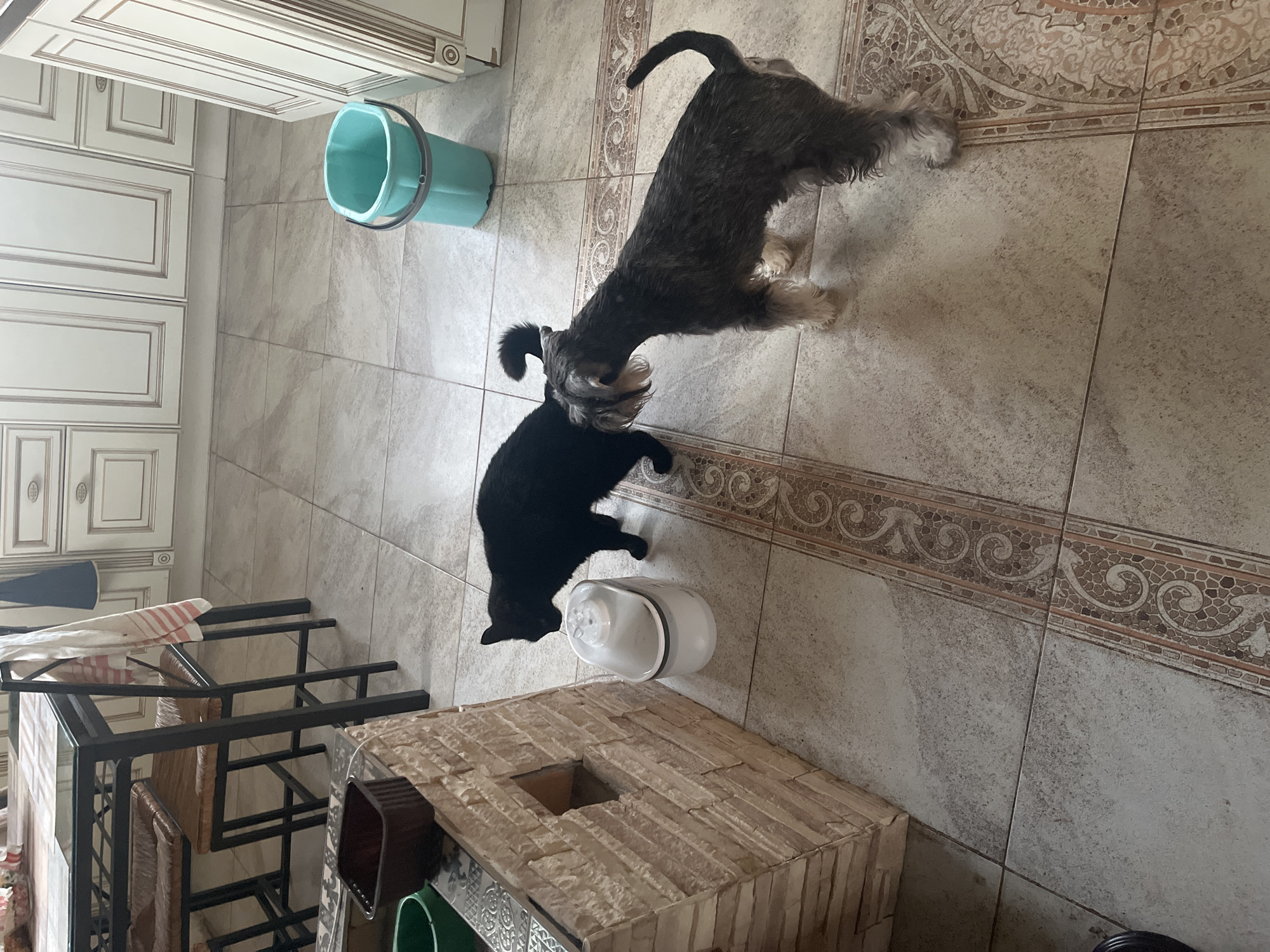 In a kitchen in Vladimirovka, Russia, a black cat is drinking from a white water fountain. Beside the cat, a schnauzer is standing and looking at the cat. The floor is tiled with a light brown and beige pattern, with a decorative border running through it. To the left of the cat and fountain is a textured, stone-like structure with a rectangular opening. In the background, a turquoise bucket stands near white kitchen cabinets. A dining table with chairs is visible in the upper left corner of the image.