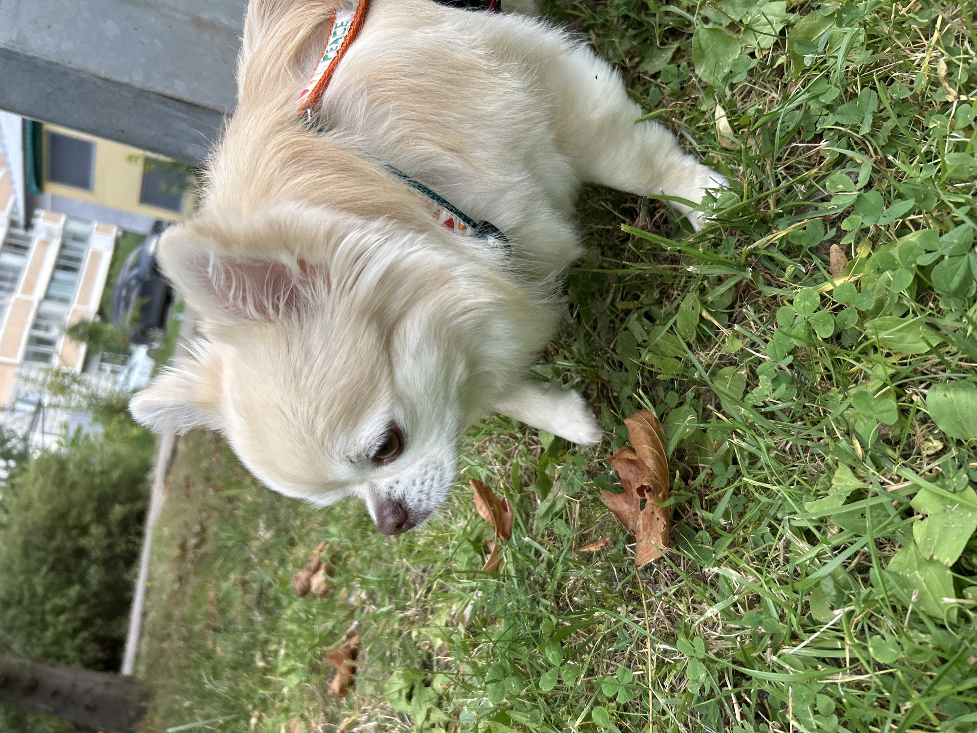 A long-haired, light-colored Chihuahua dog is in focus, standing on a grassy area with scattered dry leaves. The dog is facing to the left of the frame, with its head slightly turned downwards. Its eyes are brown and its nose is dark brown. The dog is wearing a harness with colorful striped webbing. In the background, out of focus, are green trees, a light-colored building with multiple windows, and a parked dark-colored car. A metal pole is visible on the right side of the frame. The scene appears to be outdoors in a residential or park-like setting, possibly in Moskovskiy, Russia, given the building style.