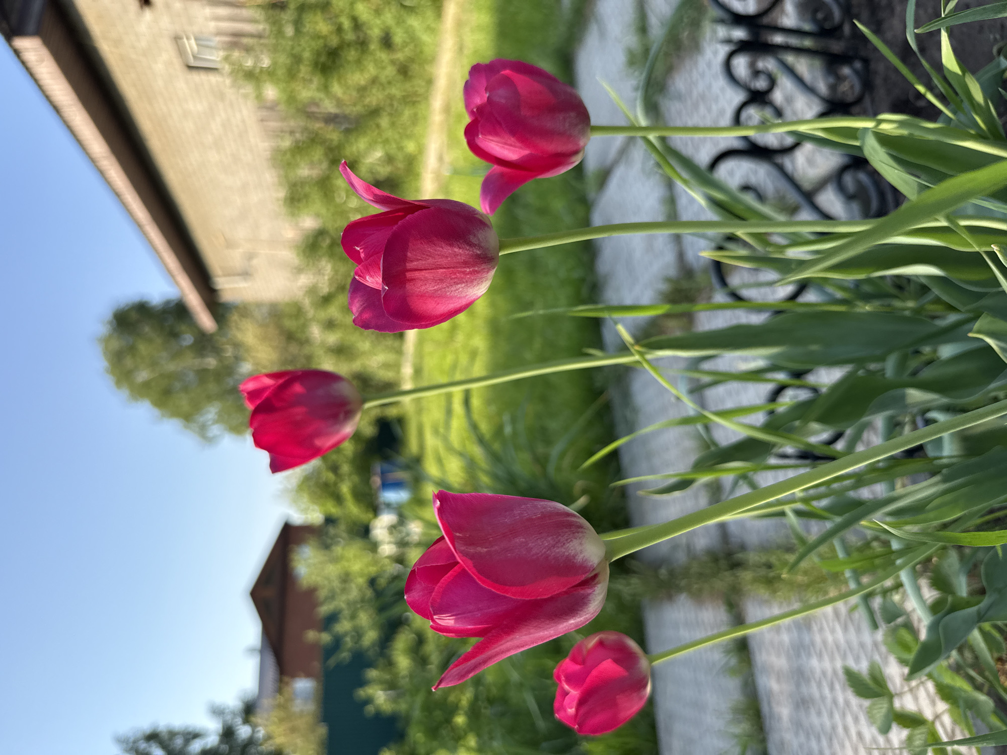 The image shows a close-up of several pink tulips in bloom. The background includes a blurred view of buildings and greenery, suggesting a garden or urban park setting. Details like the fence in the background imply an urban or suburban area. Without specific markers, confirming the exact location in Votkinsk, Russia is not possible.
