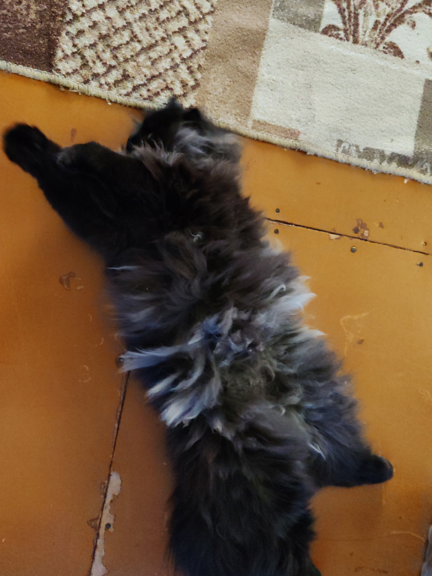 The image shows a fluffy black cat lying on a wooden floor next to a rug. The cat is on its back with its paws in the air. The rug has a patterned design with brown and beige colors. The floor appears to be made of wood planks. The image was taken in Chukhlem, Russia, within a residential dwelling.