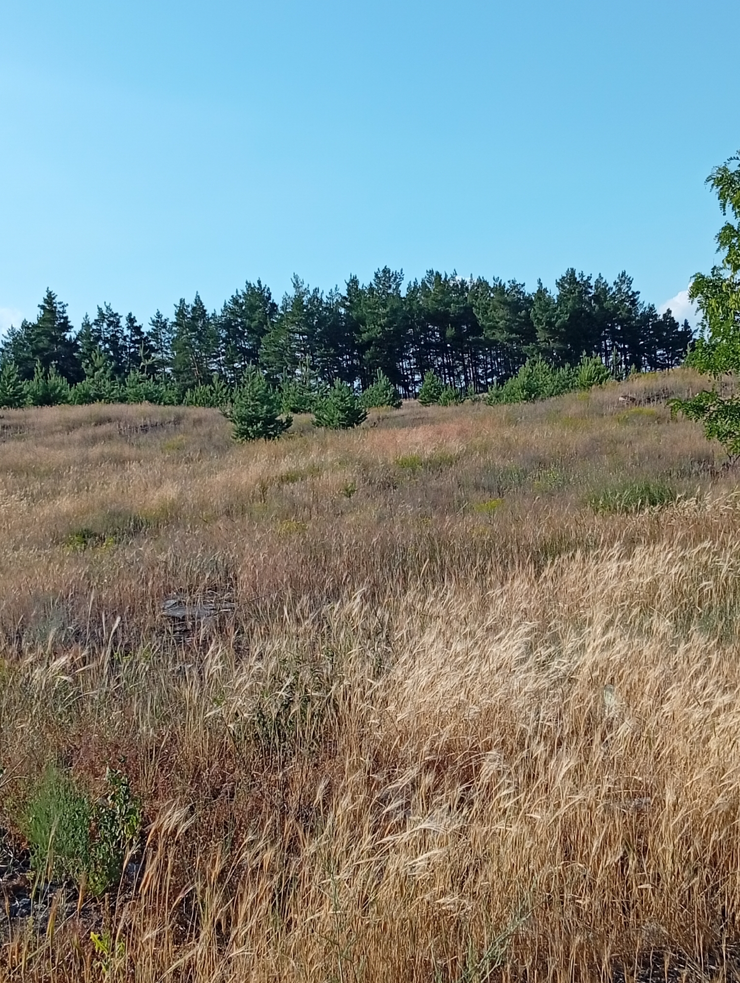 The image depicts a natural landscape under a clear, bright blue sky. The scene is divided into two main areas: a foreground of tall, dry grasses and a background of a dense forest of pine trees. The grasses in the foreground are a mix of golden and brown hues, appearing somewhat windblown and wispy. Among the dry grasses, there are also patches of greener vegetation and some darker, possibly rocky, ground visible.
In the midground, the terrain slopes upward towards the forest. A few smaller, young pine trees are scattered on this slope, interspersed with more dry grass.
The background is dominated by a thick line of mature pine trees, their dark green foliage creating a strong horizontal contrast against the sky. The trees appear to be growing on a ridge or hill. To the far right of the image, a few leaves from a deciduous tree are visible, hinting at the edge of the forest or a different type of tree.
The overall impression is that of a warm, sunny day, likely in the late summer or early autumn, given the dry, golden grasses. There are no people or man-made objects clearly visible, suggesting a remote or natural setting. The lighting indicates it is daytime, and the lack of clouds suggests fair weather. No text is visible in the image.