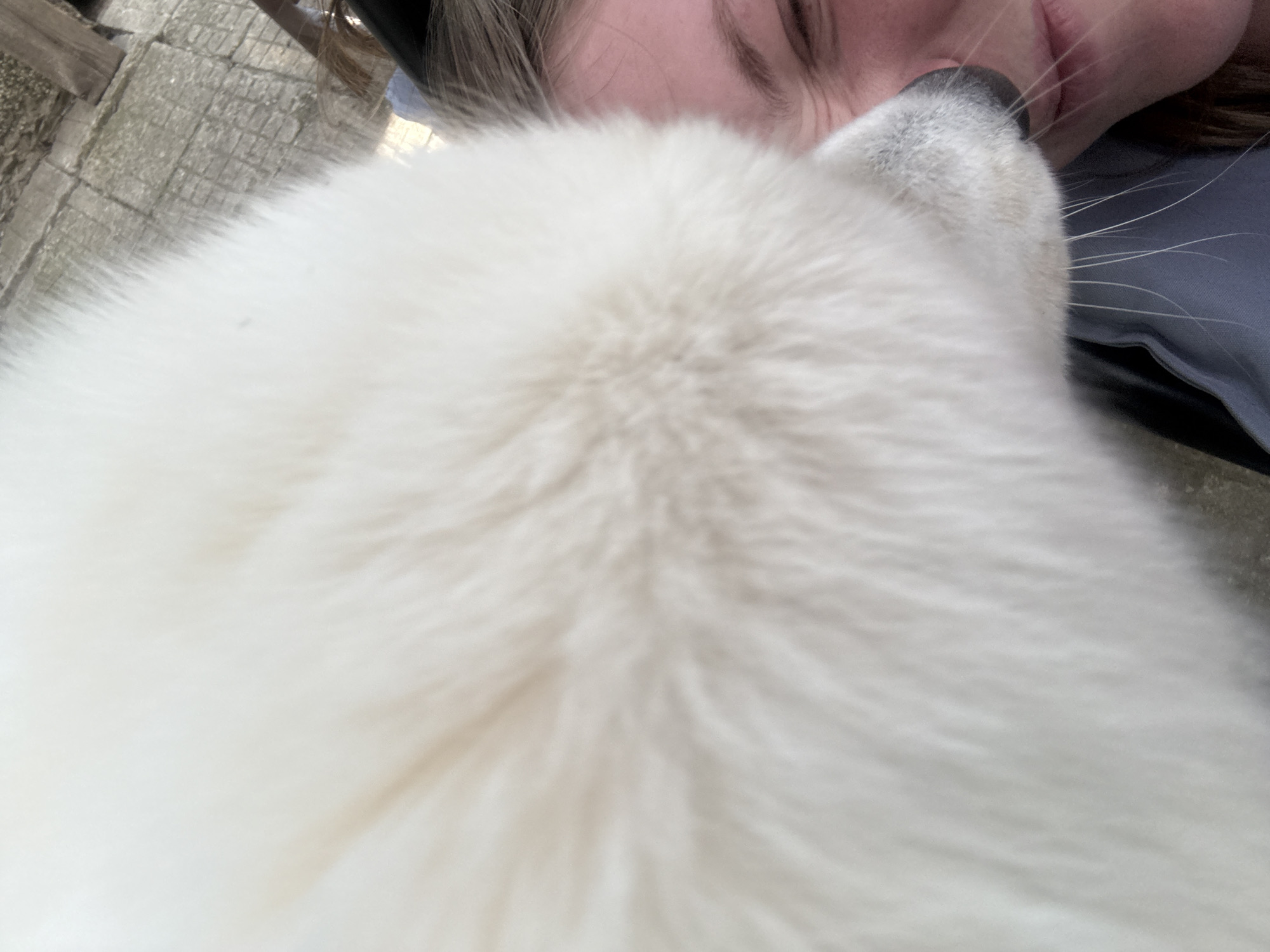 A close-up, low-angle shot features a fair-skinned person with closed eyes, their face in close proximity to the nose of a fluffy, white dog. The person's lips are visible, along with the outline of their eyebrows and cheek. The dog's nose is dark, and long whiskers extend from its snout. The dog's white fur dominates the foreground. The person is wearing a dark top, and part of a stone or concrete surface is visible in the background on the left side of the image.
