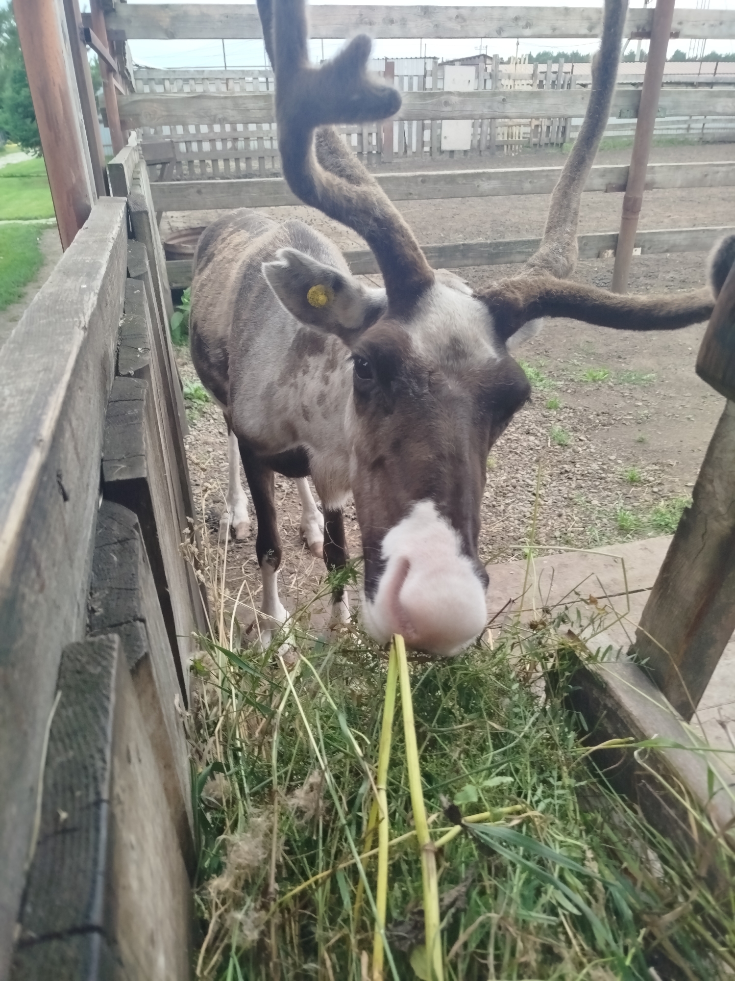 An adult reindeer stands near a wooden fence in an enclosure, with its head lowered to eat from a trough filled with green grass. The reindeer has large antlers with a fuzzy texture, and a pink nose. It wears a yellow tag on its left ear. The background shows more wooden fencing and dirt ground. The image appears to be taken in an outdoor agricultural or wildlife setting.