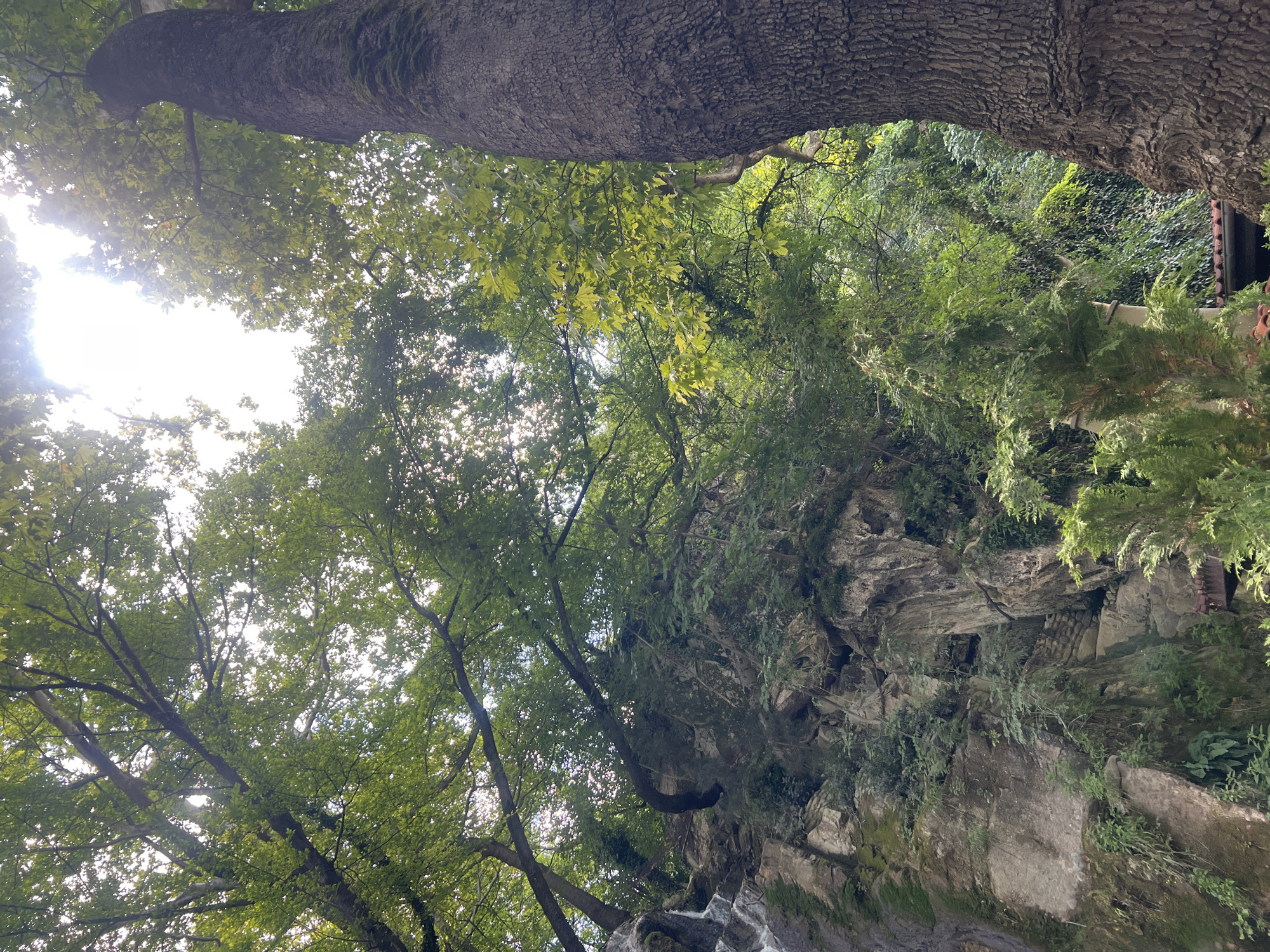 The image depicts a rocky cliff face partially covered in green vegetation, with trees and foliage overhanging from above. The bright sunlight filters through the leaves, creating a dappled effect. The overall scene suggests a natural, possibly forested or mountainous area. While the prompt mentions Bachkovo, Bulgaria, there are no specific landmarks or architectural elements visible in the image that directly confirm or deny this location. The image focuses on the natural environment, with no people or discernible human activity present.