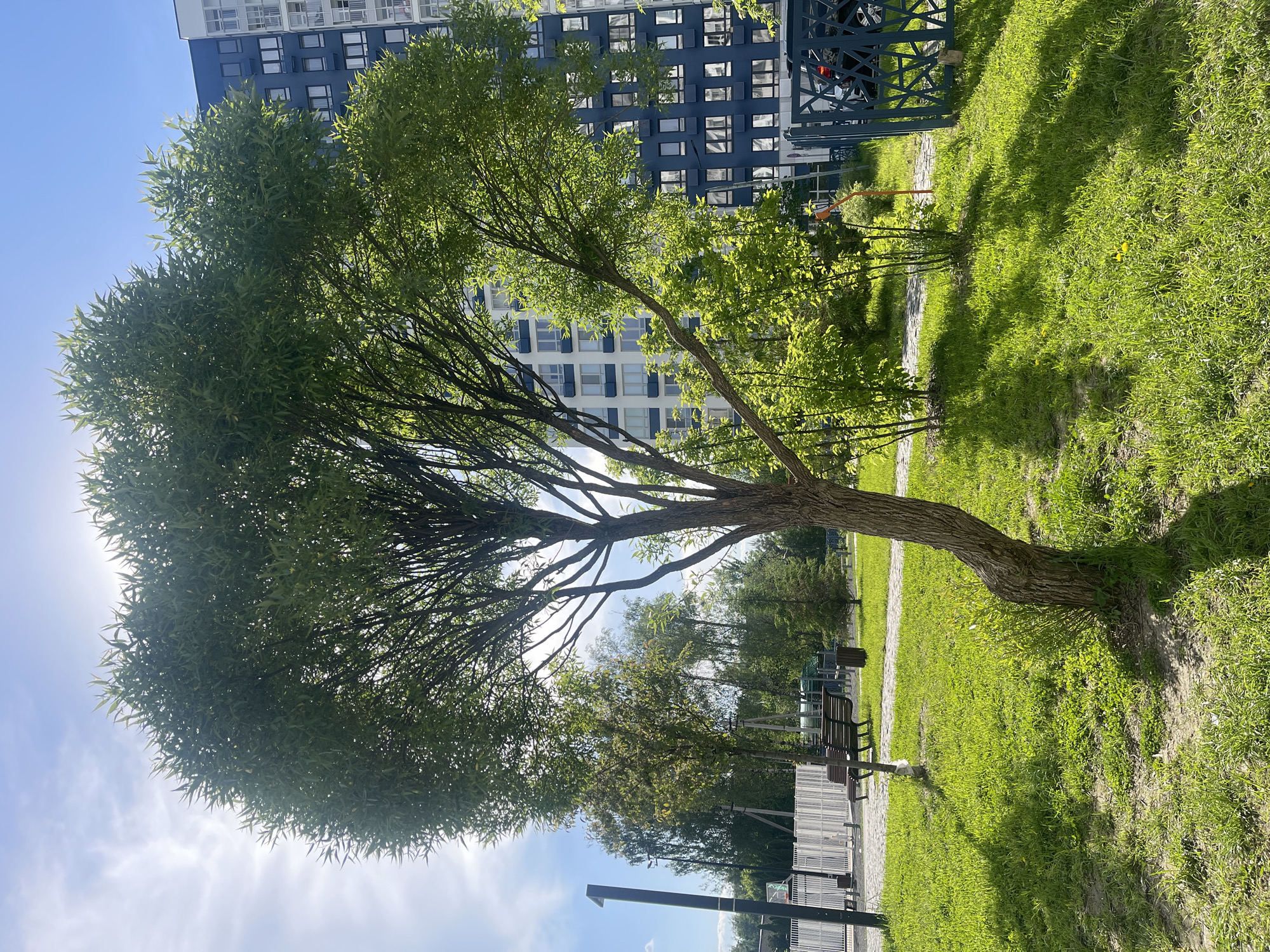 A tree stands in a park, its branches reaching out to fill the frame. The background includes a green lawn, a building, a bench, and a walking path. The scene appears to be located in a city park or green space.