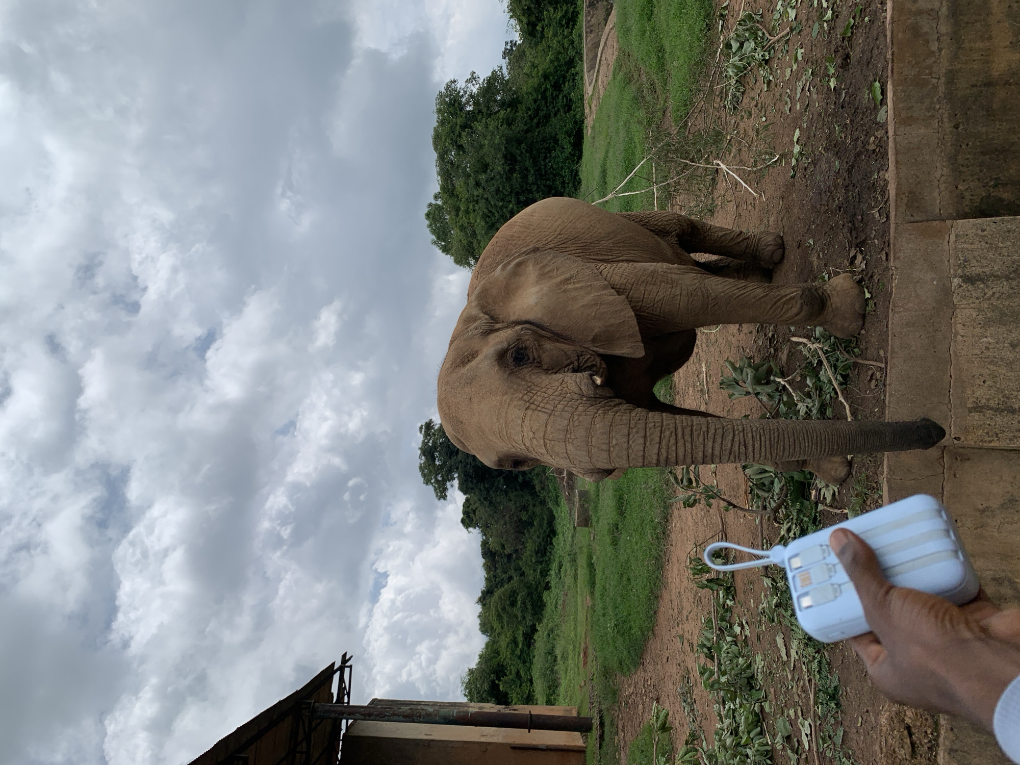 The image depicts an African elephant standing in an enclosure. In the foreground, a hand holds a blue portable charger. The elephant is positioned in the center of the frame, facing slightly towards the viewer, with its trunk hanging low. Behind the elephant, there is a grassy area with trees and vegetation, suggesting an outdoor environment, possibly a zoo or wildlife sanctuary. To the left, a partially visible building structure with a corrugated roof is present. The sky is overcast with grey clouds. The ground appears to be dirt and scattered with leaves and branches. The environment suggests a location with a tropical or subtropical climate. This scene could be located at the Jos Zoological Garden in Jos, Nigeria, which is known for housing African elephants and other wildlife.