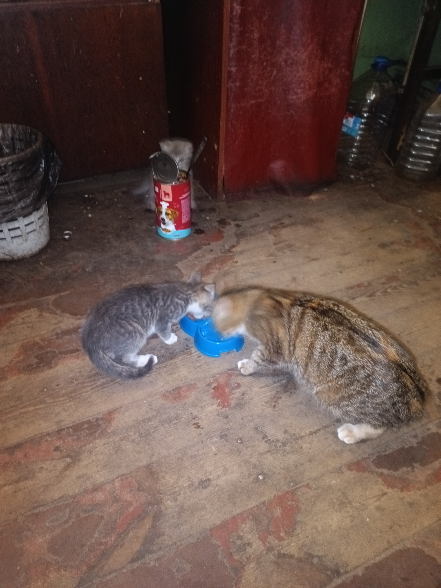 Two cats are eating from a blue bowl on a wooden floor. The cat on the left is grey and white tabby, and the cat on the right is a brown tabby. There is a red can with a dog on it in the background, and a trash can to the left. The environment appears to be an indoor, possibly abandoned space. The scene does not provide any specific information about its location in Kyiv, Ukraine.