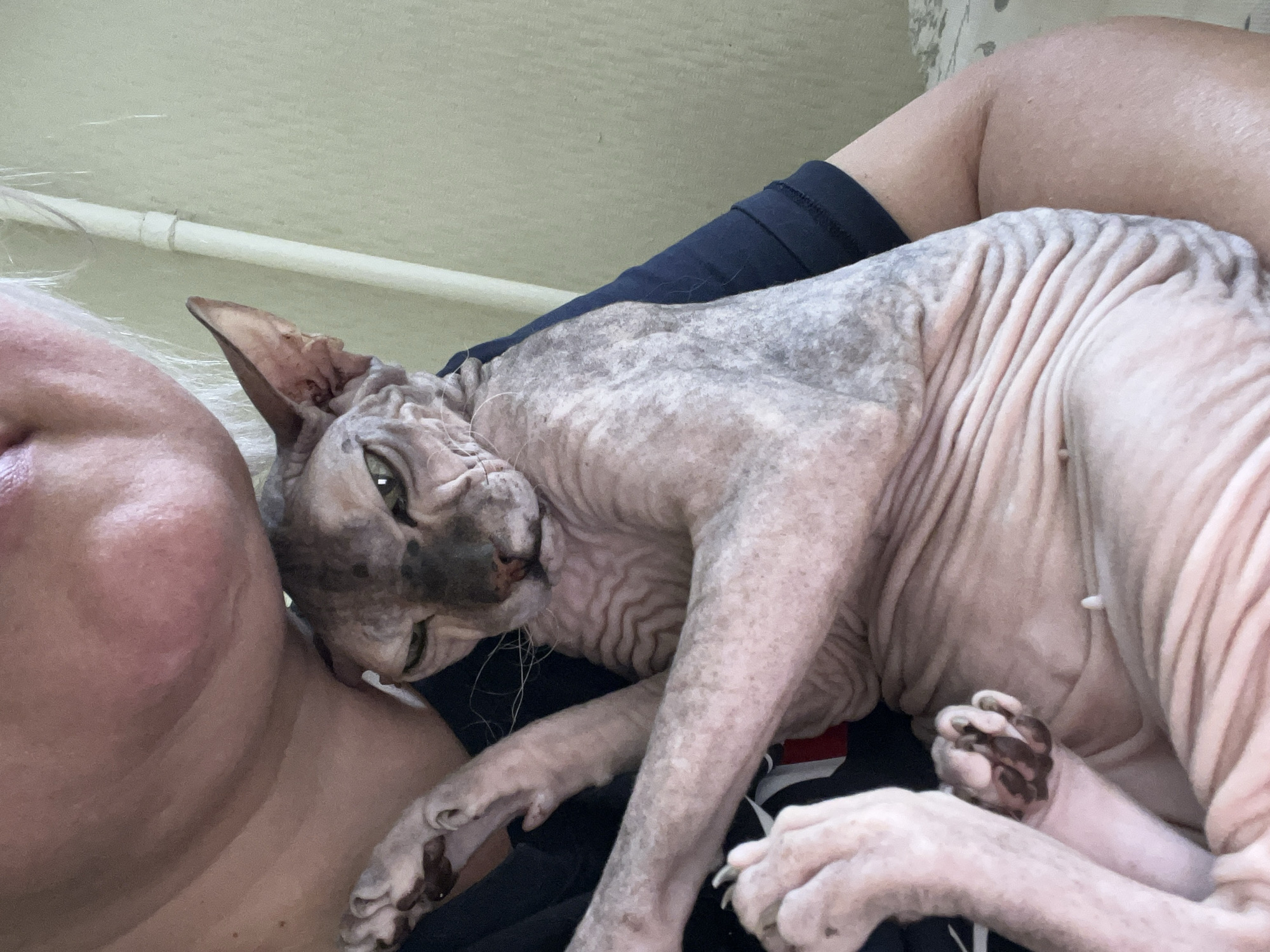 A person, with blonde hair and fair skin, is holding a hairless cat. The cat, a Sphynx breed, has gray and pink skin with visible wrinkles. It is looking towards the camera with green eyes. The person is wearing a dark blue shirt. The background is a light-colored wall. The scene appears to be indoors, possibly in a residential setting. There is no indication of the city of Ivanteyevka, Russia, or any specific geographical details that would place the image there.