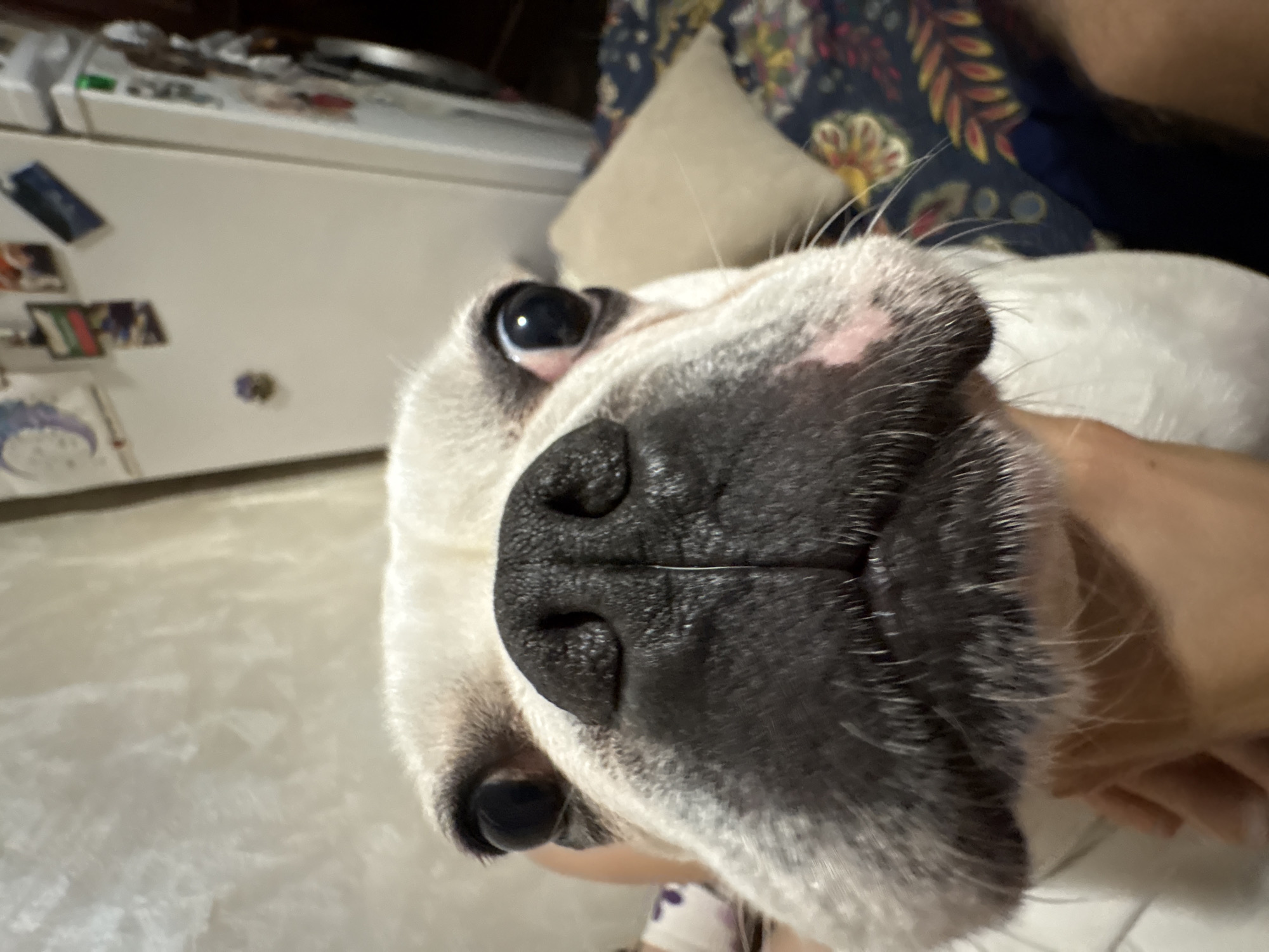 The close-up image is a tilted, low-angle shot of a white and black dog's face, likely a short-nosed breed like a French Bulldog. The dog's prominent black nose with distinct nostrils fills much of the lower frame, and its large, dark eye looks directly towards the camera with a curious or gentle expression. White fur covers most of its face, with darker, short fur and pink skin patches visible around the snout and a few long whiskers extending outwards.
A person's hand or arm, with light skin, is visible on the right, gently supporting the dog's head, suggesting an affectionate interaction. The background reveals an indoor setting. On the left, a white refrigerator or freezer is visible, adorned with several blurry magnets, one of which appears to be rectangular with some indecipherable text or graphics. Behind the dog, a patterned fabric in dark blue with yellow, red, and orange floral or leaf motifs suggests upholstery, possibly a couch. A plain, light-colored pillow is also partly visible. The overall ambiance is personal and warm, capturing a tender moment between pet and owner in what appears to be a home environment.