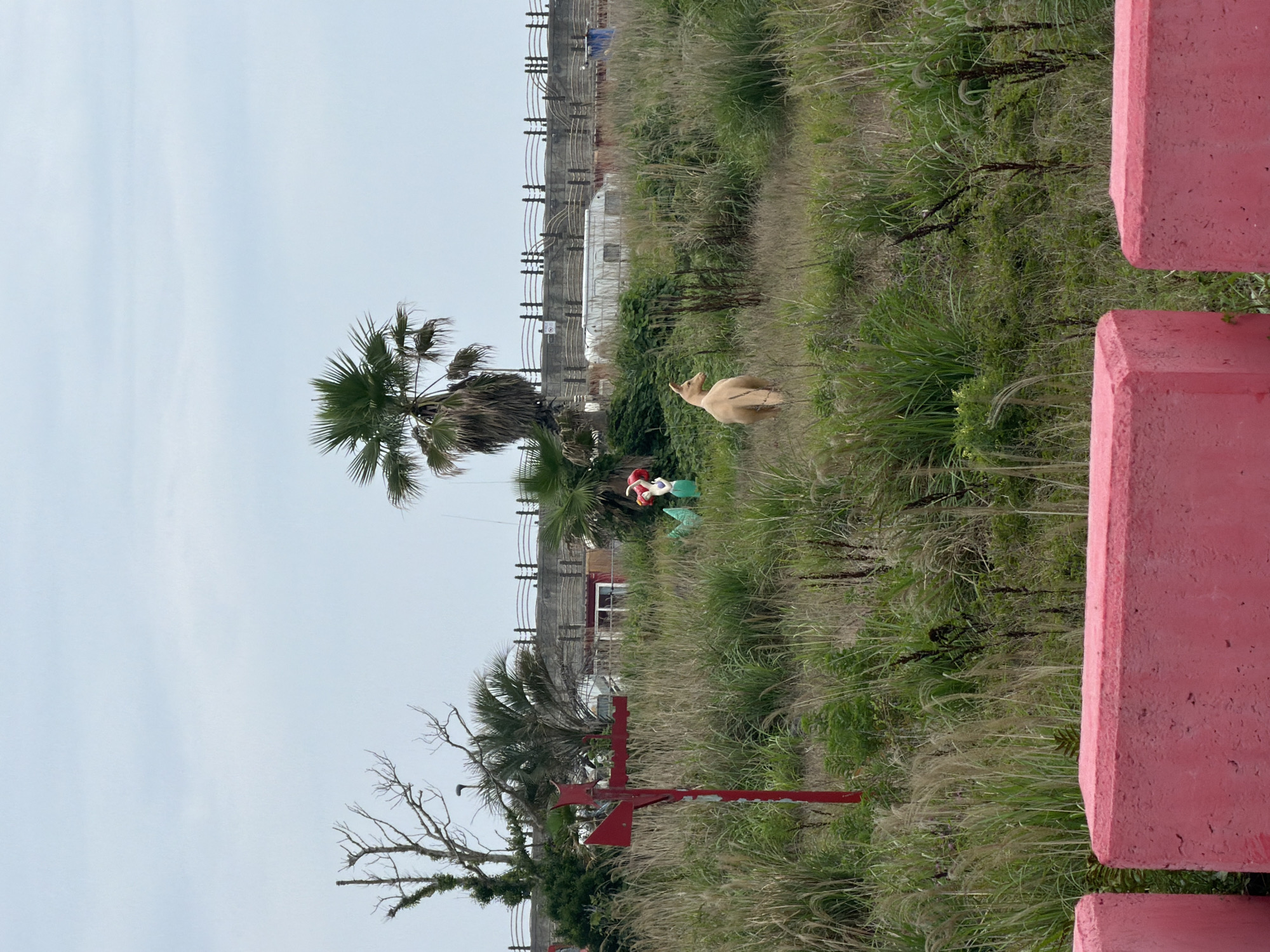 An outdoor, medium-shot, eye-level view captures a tan-colored dog standing in a grassy field. The dog faces away from the camera, looking towards a cluster of palm trees. To the left of the dog, a red cross-shaped sign is visible. In the background, a beige fence with a patterned rope runs along the top of a stone wall, behind which are several white structures and what appears to be a caravan. The sky is overcast. The foreground features a bright pink concrete barrier, partially obscuring the lower portion of the image. The scene is likely set in Jeju, South Korea, given the presence of palm trees and the coastal aesthetic suggested by the fence and structures. There are no discernable human figures actively engaged in the scene.