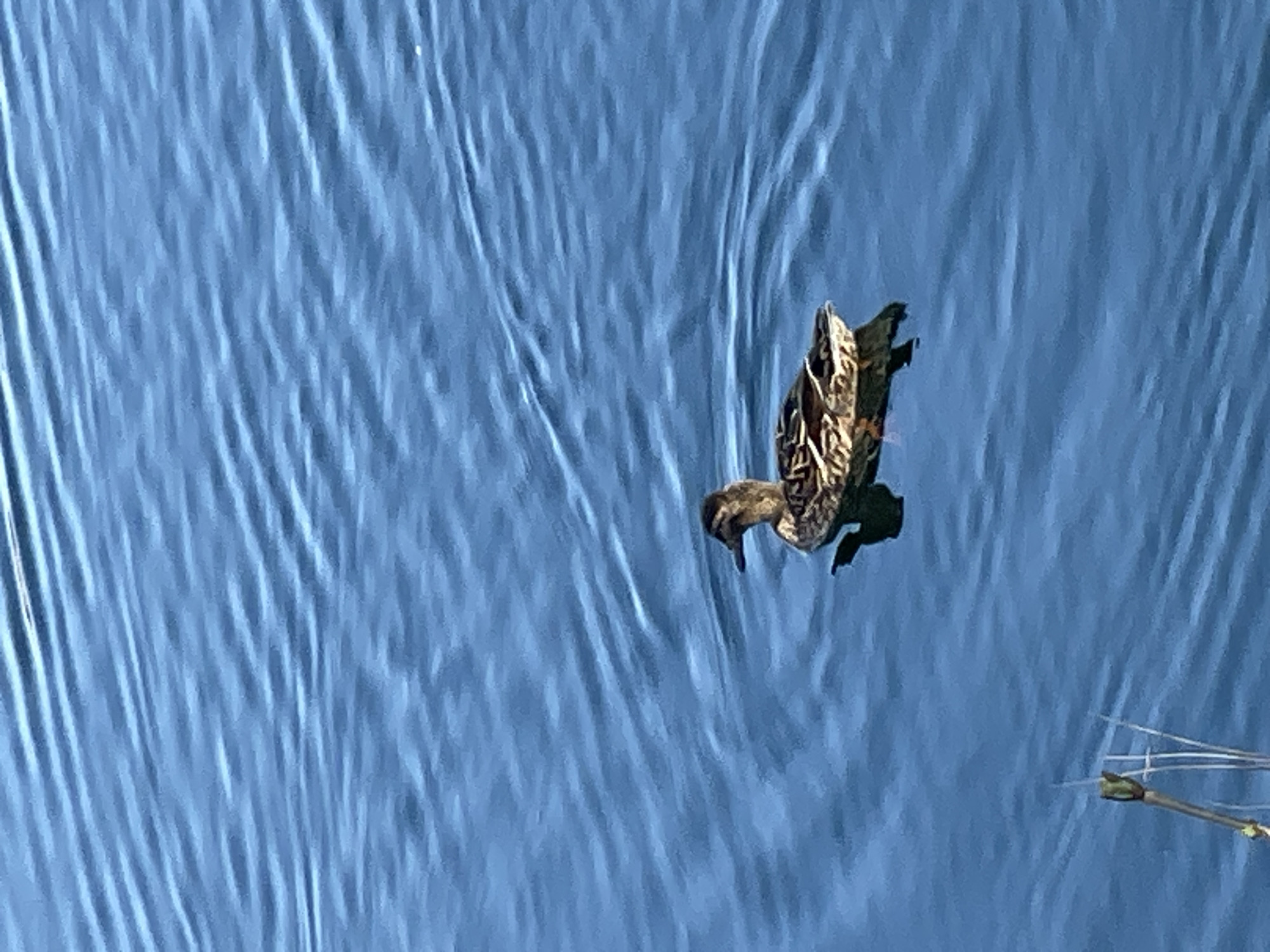 A duck is swimming in a body of water. The duck is near the bottom right of the frame. Ripples are visible on the water. The location of the image is not identifiable as Sofia, Bulgaria.