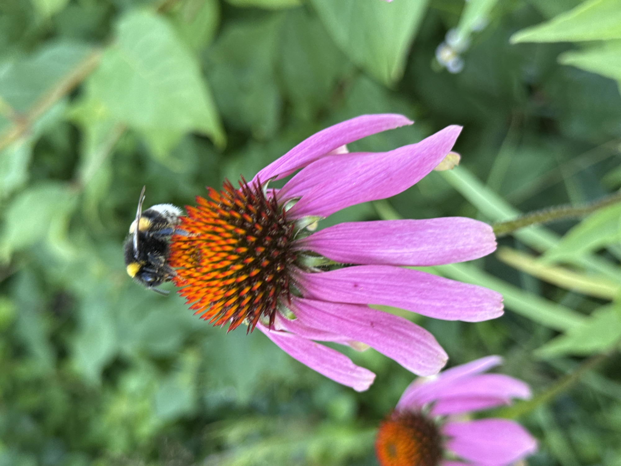 A bumblebee is perched on the center of a pink coneflower. The flower has a spiky, orange and brown center and pink petals that droop downwards. The background is blurred green foliage. The image appears to be taken outdoors in a natural setting, possibly a garden or park. There is no indication of it being in Lopino, Russia.