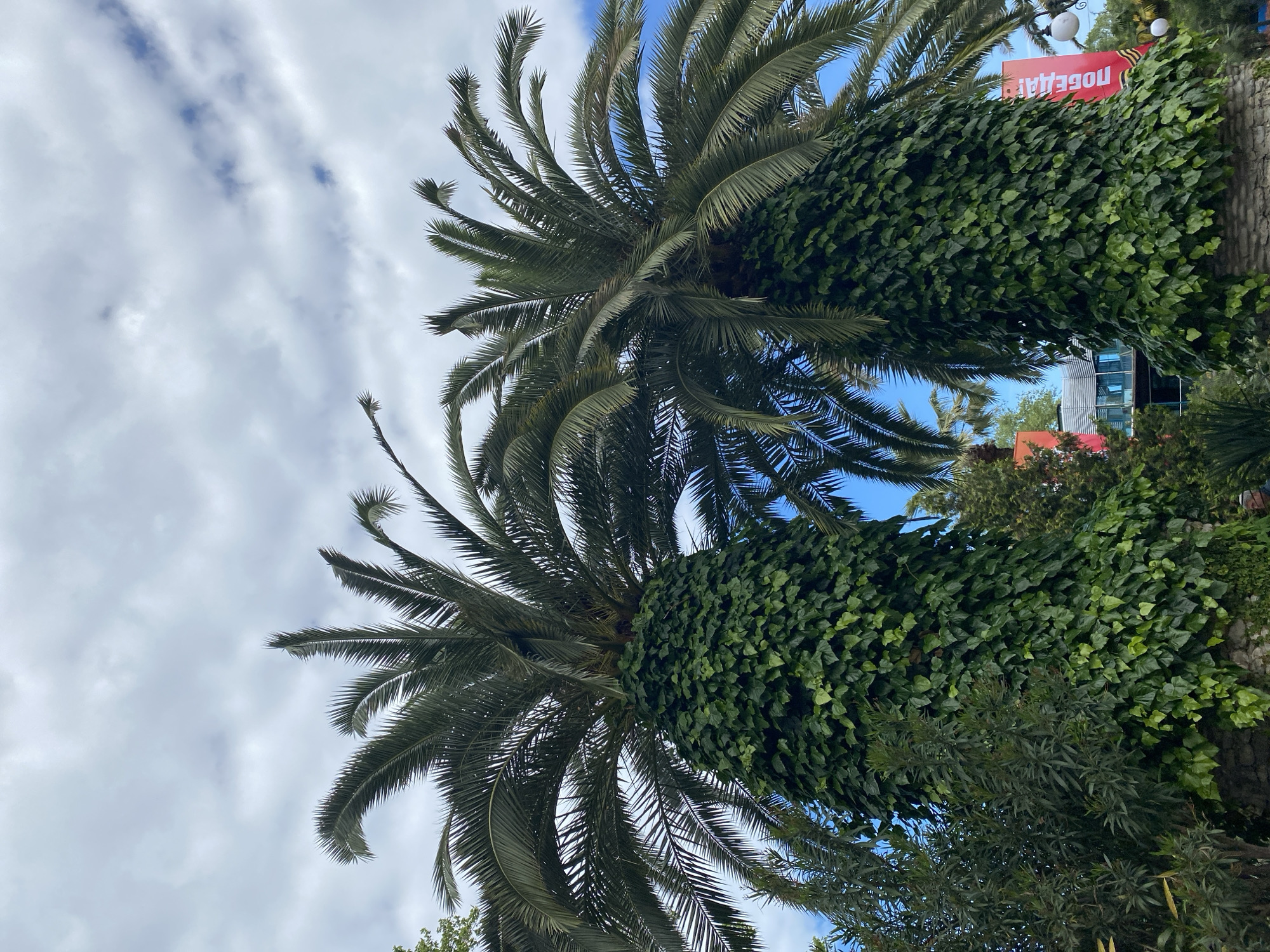 Two palm trees with foliage covering the trunks stand in Sochi, Russia. The trunks are densely covered with green ivy. The palm fronds spread out against a sky filled with white and gray clouds. In the background, buildings and a street lamp with white globe fixtures can be seen. A red sign with white text is partially visible behind the trees. Other trees and greenery fill the background.