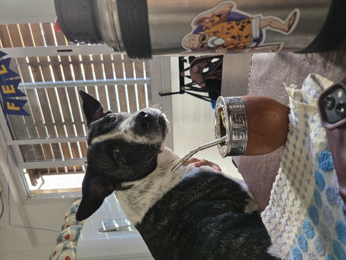A black and white brindle dog with prominent upright ears is positioned in the foreground, facing slightly right and looking towards the viewer with bright eyes. To the dog's right, a traditional wooden mate gourd with a silver rim, containing yerba mate and a silver bombilla, rests on a dark surface. Partially obscured by the mate gourd is a white cloth with a blue and light yellow polka dot pattern. To the right of the mate gourd, a stainless steel thermos with a black cap is visible, featuring a sticker depicting Master Roshi from Dragon Ball. A dark-colored phone case, exposing three camera lenses, is visible in the bottom right corner. In the background, a large window with horizontal blinds allows bright daylight to enter. Above the window, a blue banner with yellow letters spelling "FE L" (likely part of "FELIZ") is strung. Behind the dog on the left, a white appliance with circular patterns (possibly decorative balls) is partially visible. The scene takes place indoors, likely in a residential setting, in the city of Villa San Andrés, Argentina.