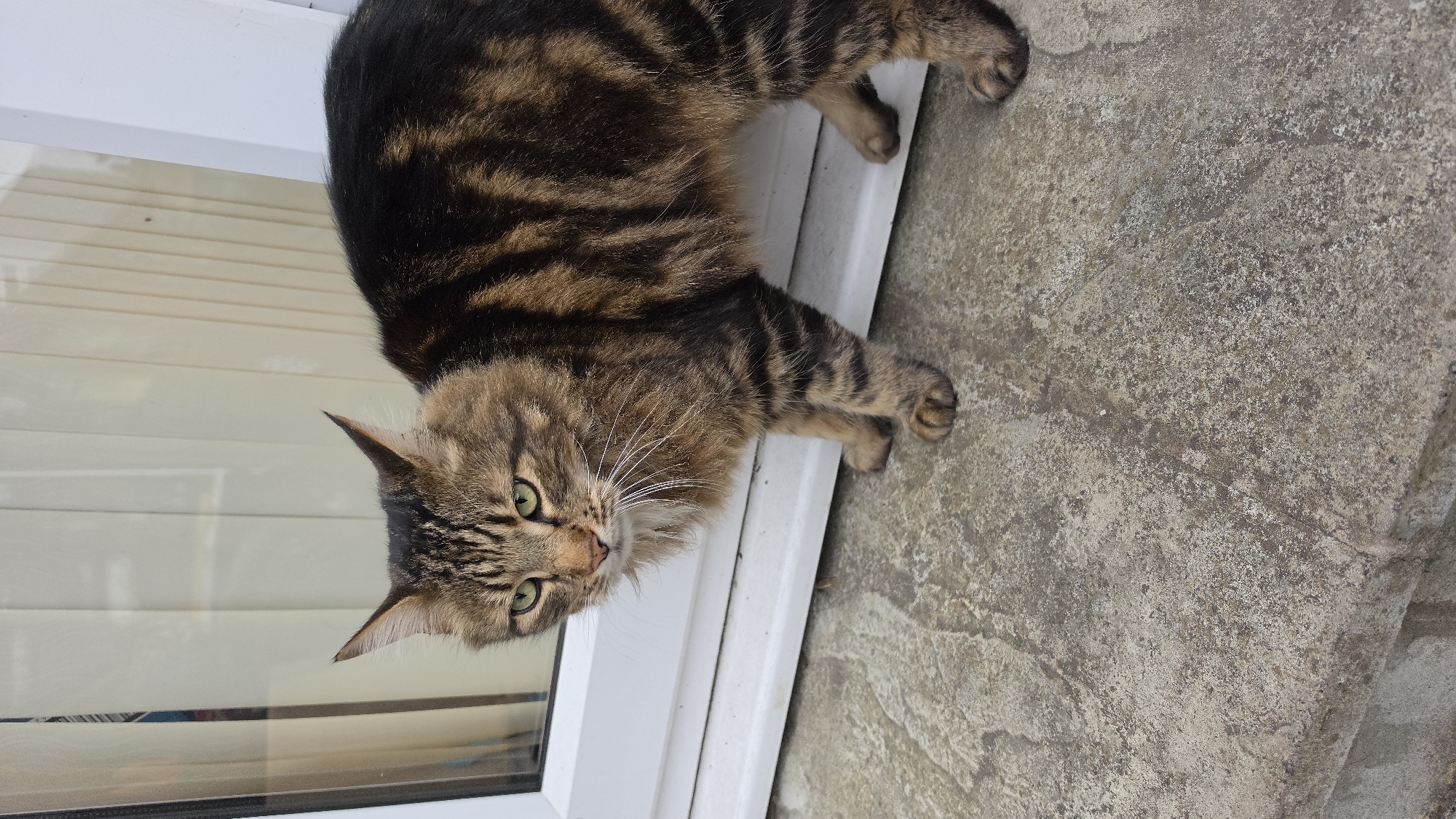 A tabby cat is standing on a concrete surface next to a white frame, possibly a window or door. The cat is looking up and to the left with green eyes. Its fur is a mix of brown, black, and tan stripes. The concrete surface has a mottled texture. The location cannot be determined from the image.