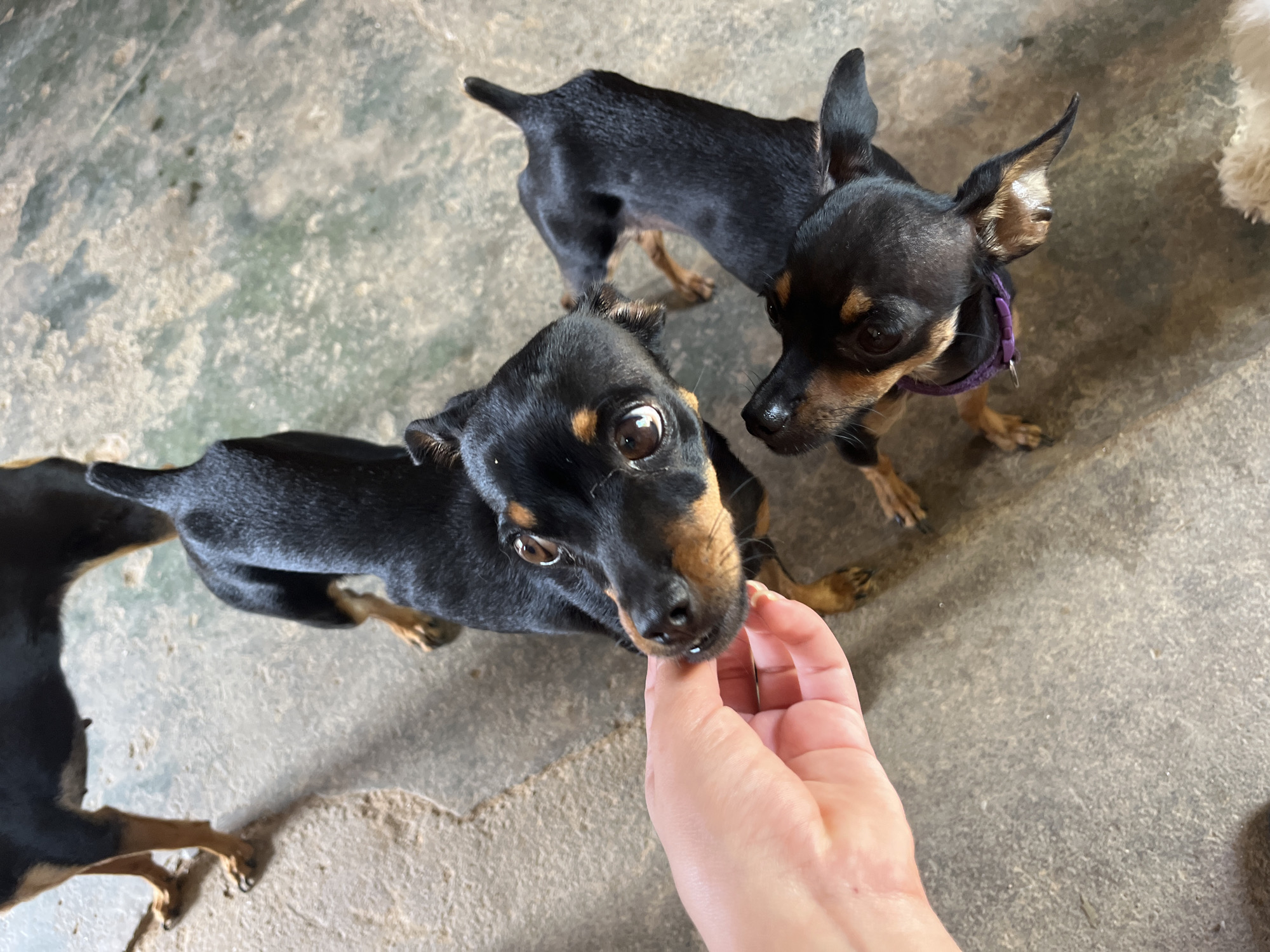 Two small, black and tan dogs, likely Miniature Pinschers, are looking up at a person's hand holding a treat. The dogs are on a concrete floor. One dog is in the foreground, with its head tilted and its mouth near the hand. The second dog is slightly behind and to the right, also looking upwards. In the background, the legs of a larger black dog are visible. The scene appears to be outdoors in an urban or semi-urban environment, possibly a yard or patio in Juan Griego, Venezuela.