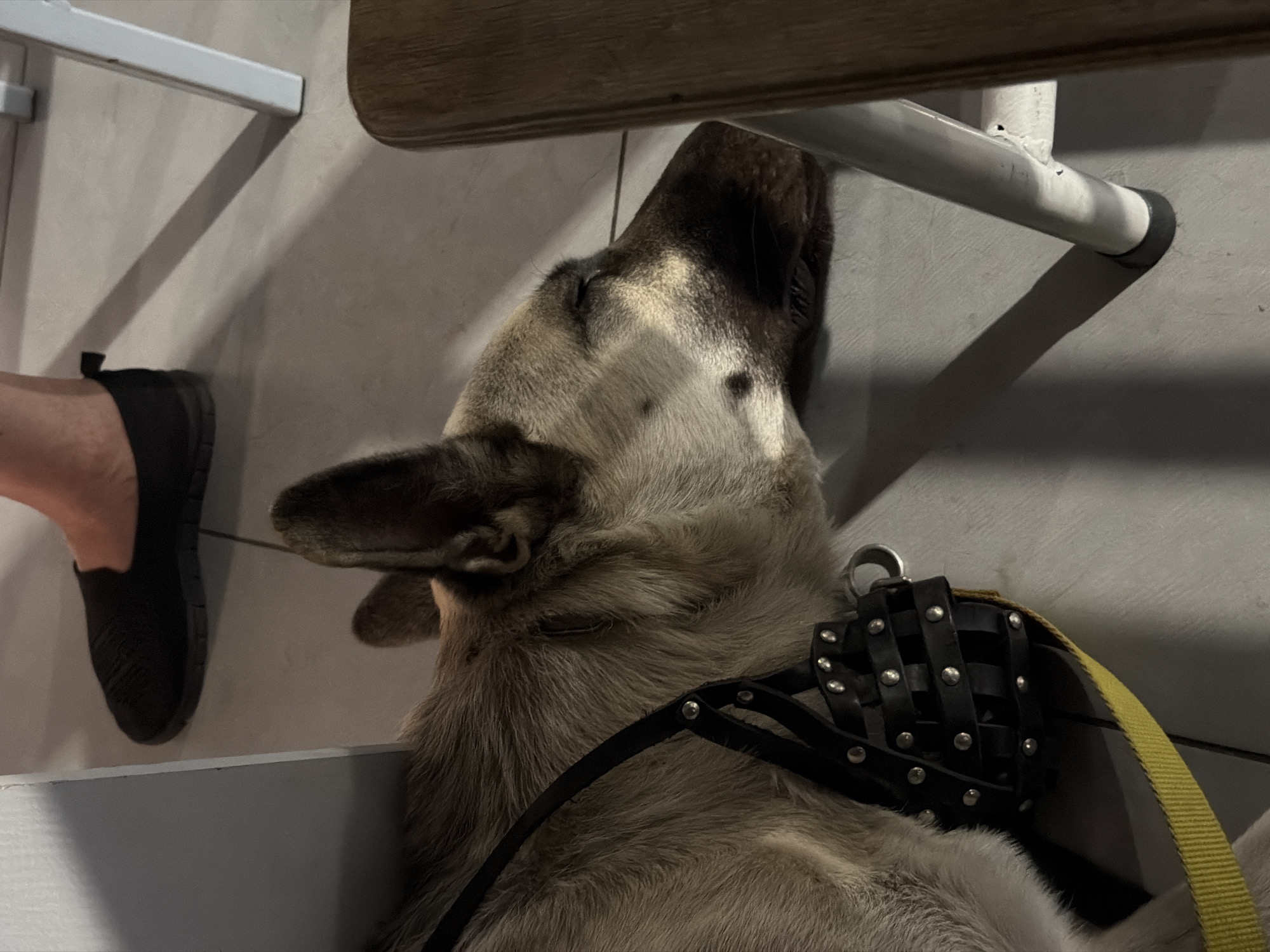 A medium shot of a German Shepherd dog sleeping on a floor next to a white chair and a grey wall. The dog is wearing a black muzzle with silver studs and a yellow leash. A person's feet in black shoes are visible in the background. The scene appears to be indoors, possibly in a home or public space. The floor is tiled with light grey tiles. A shadow of the chair falls across the floor. The overall lighting is dim.