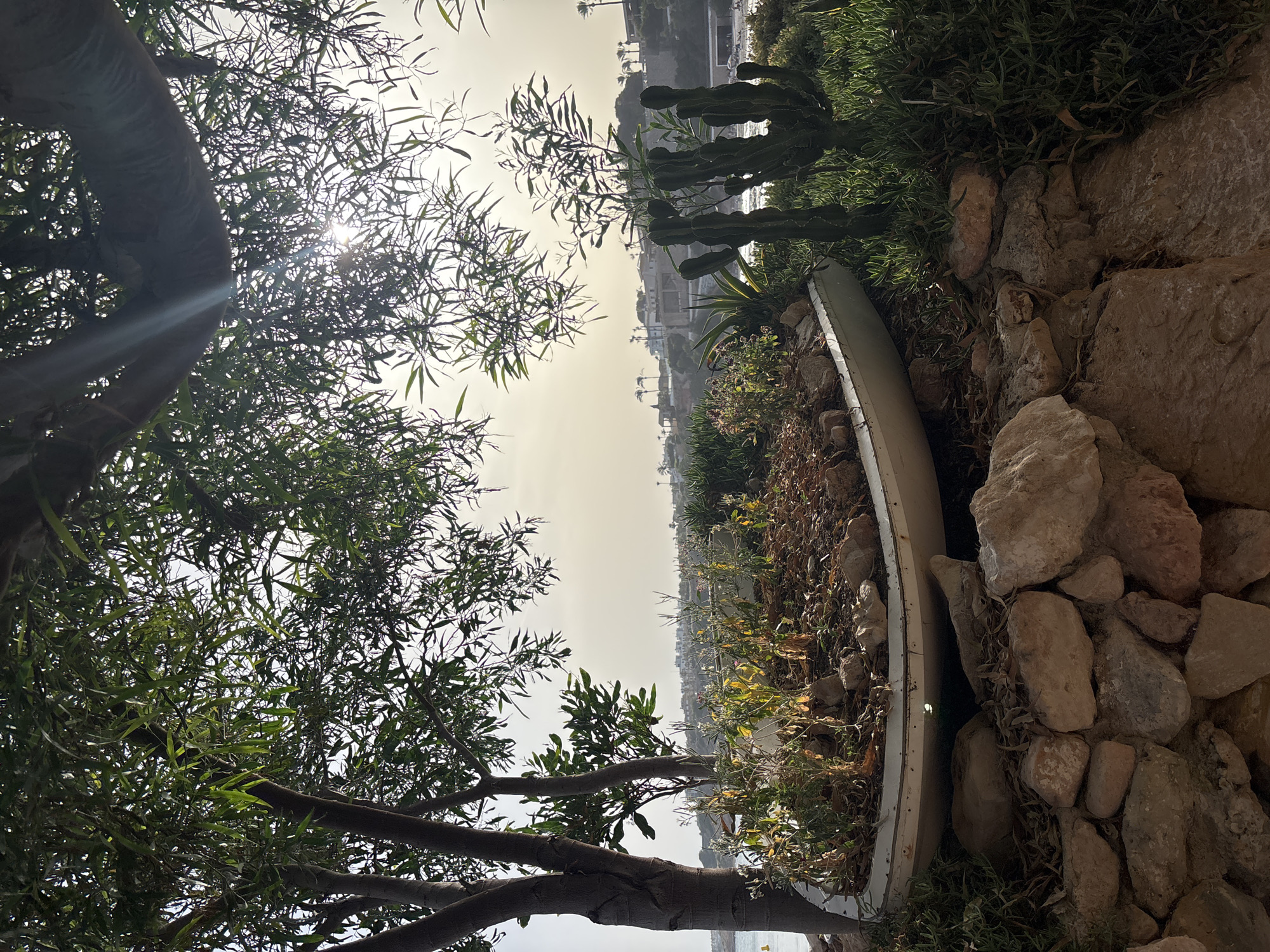 The image shows a close-up view of a planter box filled with soil and plants, situated on a rocky slope. The planter box is elongated and appears to be made of a light-colored material. Various plants, including what look like small succulents and some dry, leafy vegetation, are growing within it. Surrounding the planter are numerous large, irregular-shaped rocks of varying sizes and colors, giving the impression of a natural, arid landscape.
To the left of the planter, the thick, dark branches of a tree with lush green foliage dominate the foreground. The leaves are narrow and elongated, and the branches are gnarled and textured. Sunlight filters through the leaves, creating bright spots and lens flares, suggesting it is a sunny day.
In the background, a hazy, bright sky suggests either early morning or late afternoon. Beyond the immediate rocky and vegetated area, a distant view of buildings and palm trees can be seen along a coastline, hinting at a Mediterranean or similar climate. The overall impression is one of a sun-drenched, somewhat rugged outdoor setting, possibly a garden or terrace overlooking a coastal town. The lack of people or specific activity implies a still-life composition focusing on the natural elements and their textures. There is no visible text in the image.