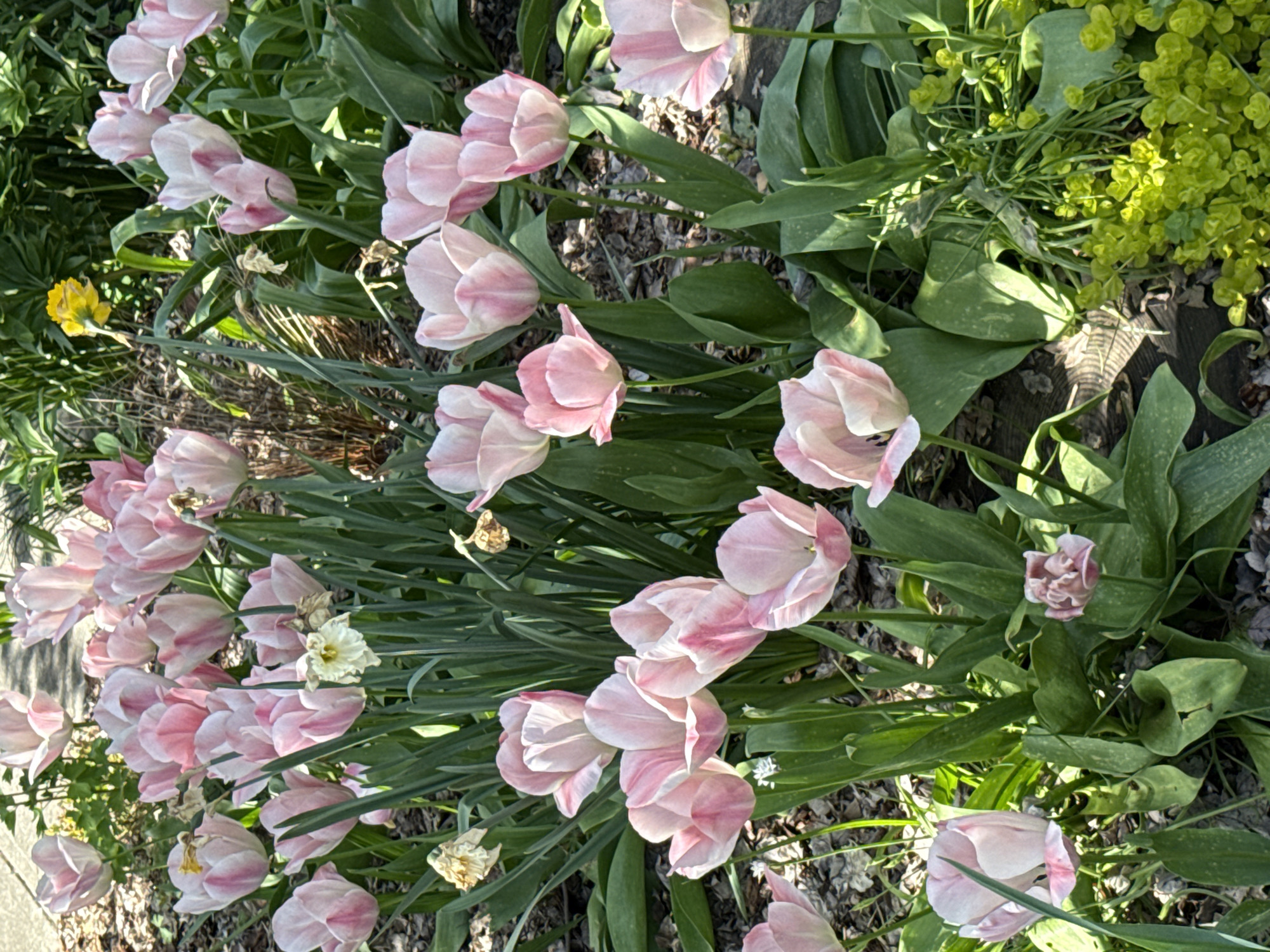 This image captures a vibrant and densely planted outdoor garden bed, dominated by numerous light pink and white tulips in various stages of bloom. The tulips display delicate color variations, with some petals featuring subtle pink streaking or blushing, while others appear almost entirely pale pink or white. Their long, green leaves provide a lush backdrop, creating a sense of abundance.
Interspersed among the tulips are a few other flowers, including at least one prominent yellow daffodil visible towards the left side of the frame, and a couple of smaller, pale yellow or white daffodil-like flowers. A patch of bright, lime-green foliage, possibly a ground cover like Alchemilla mollis, is visible on the right side, adding textural and color contrast. The ground beneath the plants consists of dark earth, scattered with dried leaves and mulch.
The scene is brightly illuminated by natural sunlight, indicating a clear, sunny day. Distinct shadows are cast among the foliage, suggesting a time of day around late morning or early afternoon. No human activity is depicted, and there is no visible text. The overall impression is one of natural beauty and tranquility, characteristic of a flourishing garden in springtime, located in Vancouver, Canada.