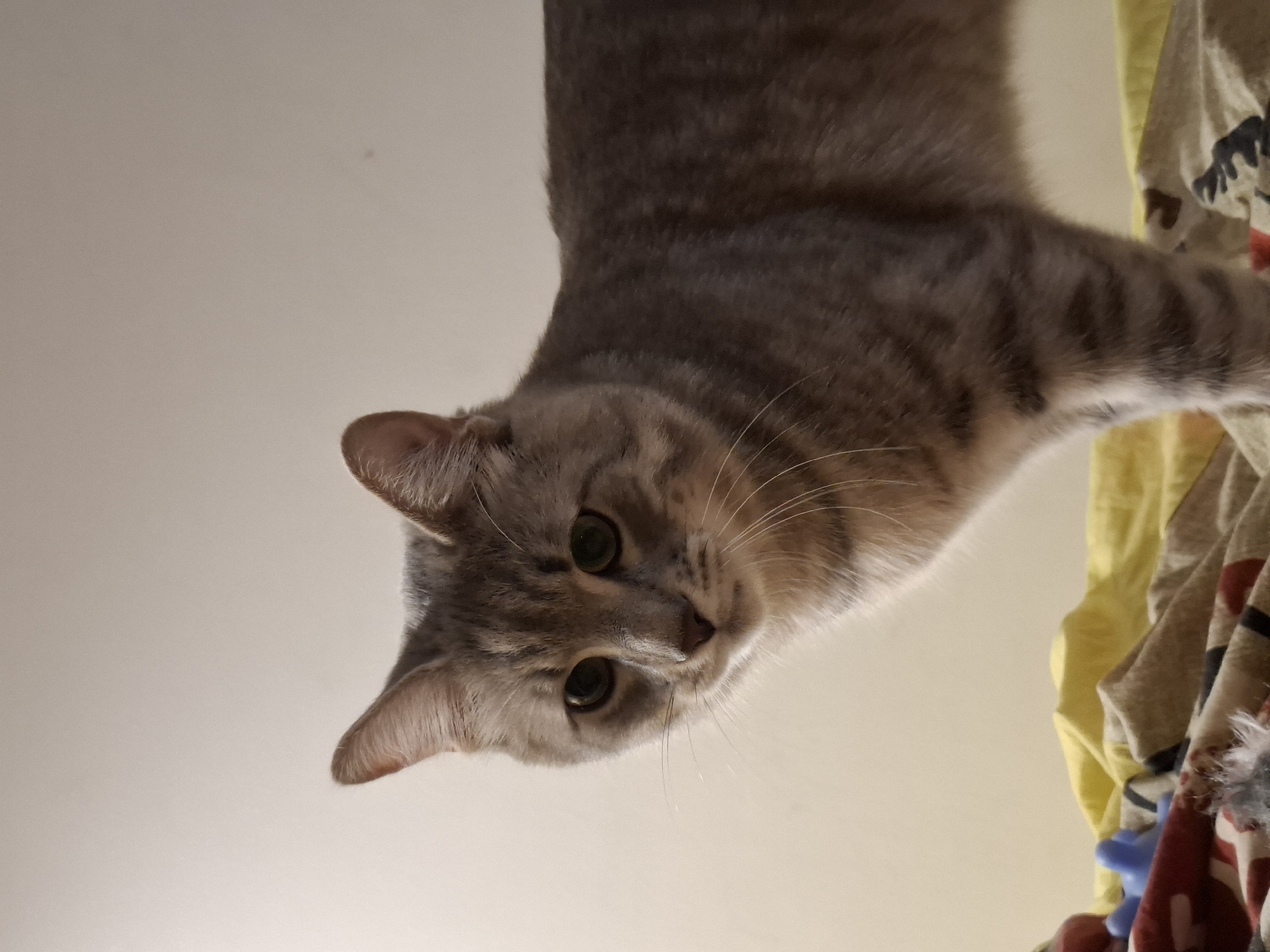 A tabby cat with grey fur and dark stripes stands on a yellow and patterned fabric. The cat's head is turned to the left, and its eyes are open and looking forward. Its ears are pointed upwards. The background is a plain, light-colored wall. There are some toys on the fabric in the foreground, including a blue object and a white feather. The scene appears to be indoors, possibly in a home. There is no information available about the specific location within Zemun Urban Municipality, Serbia.