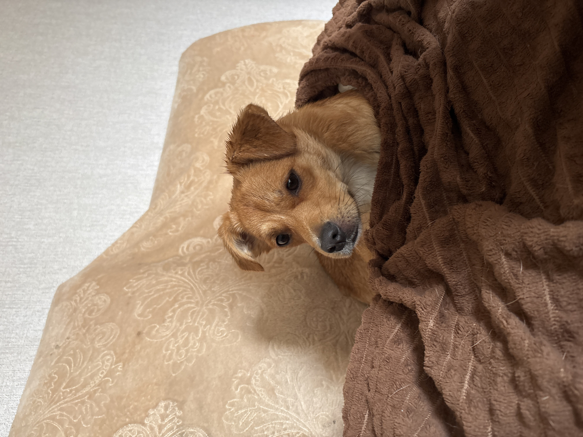A small, brown dog with tan fur and perky ears is nestled comfortably in a soft, brown blanket on what appears to be a couch. The couch has a textured, light-colored fabric with a damask-like pattern. The dog is looking to its right with dark eyes and a black nose. The background is a plain, textured wall. The scene is indoors, likely in a residential setting. There is no indication of the location being in the city of Inskoy, Russia.