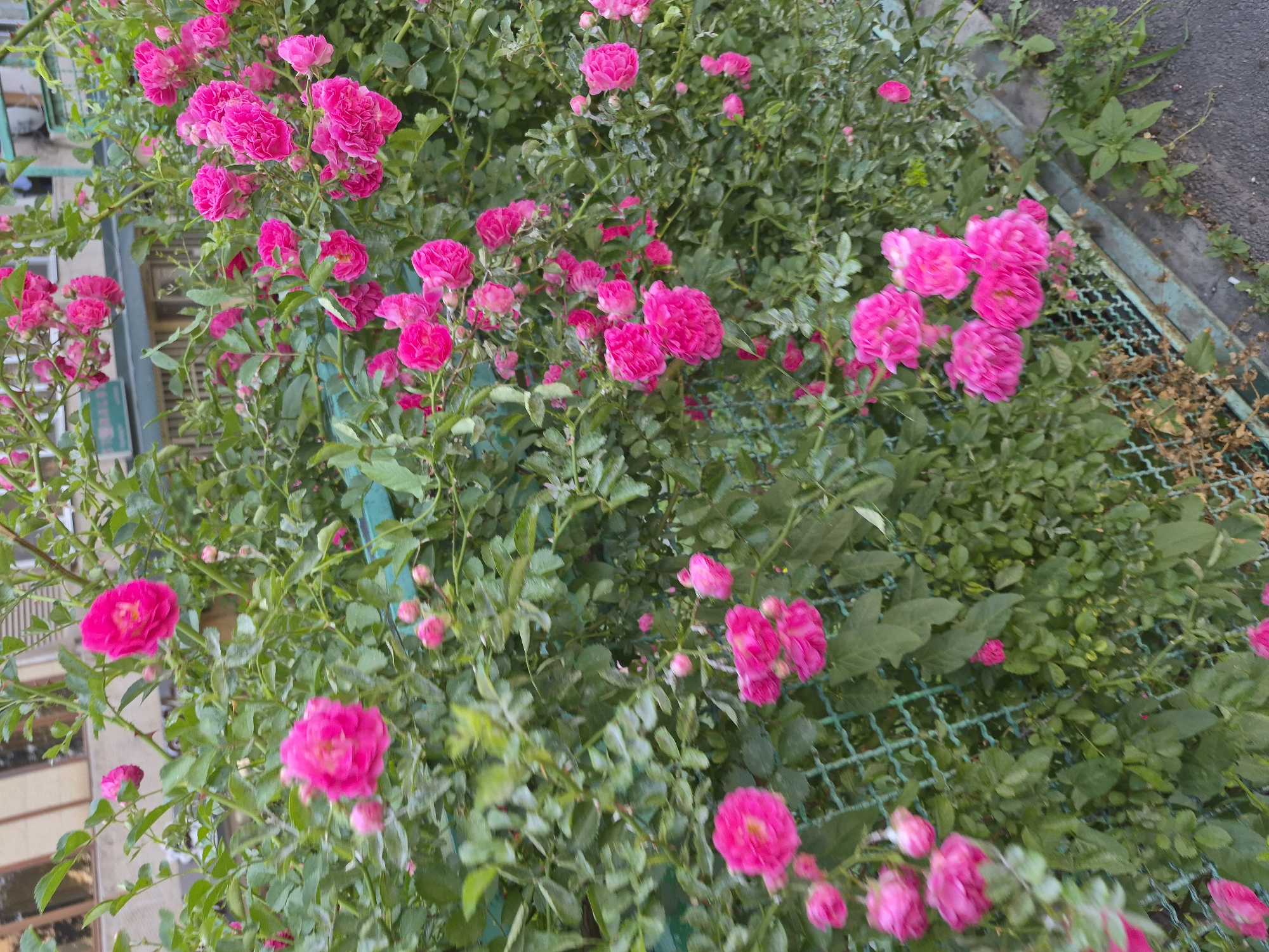 A dense cluster of bright pink roses is the subject of this photograph. The roses are in various stages of bloom, with some fully open and others still in bud. They are set against a backdrop of lush green leaves and thorny branches. A green metal fence runs horizontally across the lower half of the image, partially obscured by the rose bush. Beyond the fence, a grey paved surface, possibly a sidewalk or road, is visible. In the upper background, a building with windows and a light-colored facade can be seen. The image appears to have been taken outdoors, suggesting a garden or park setting, possibly in Yerevan, Armenia, given the context provided. There are no people or animals visible in the frame. The lighting is even, indicating it might be overcast or taken during diffused daylight. The focus is primarily on the roses, with the background elements slightly blurred.
