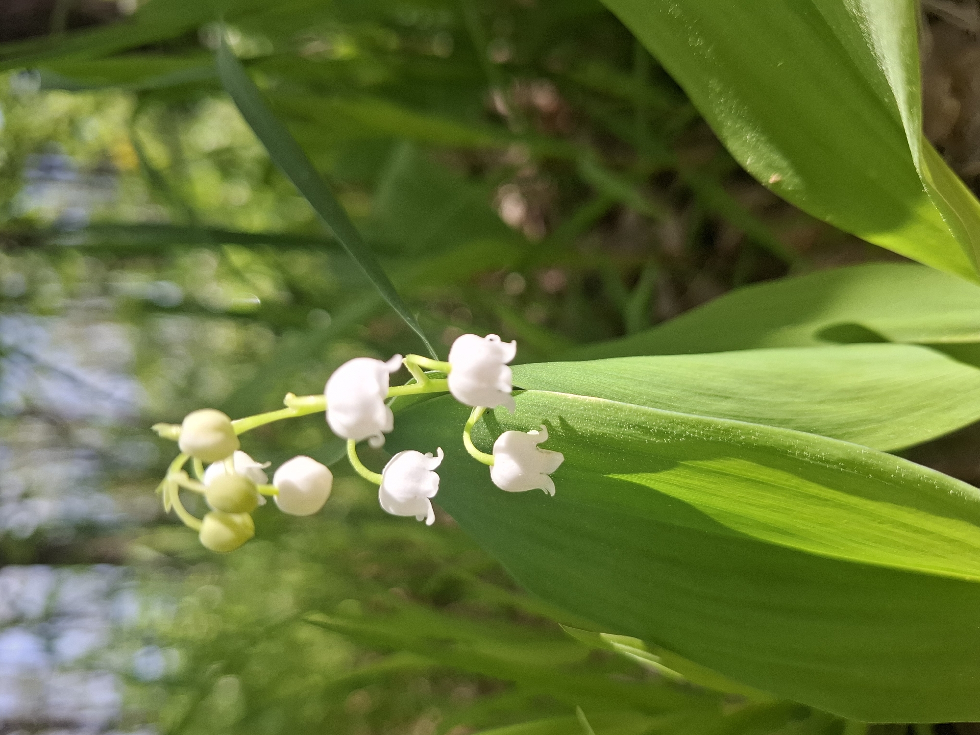 The image shows a cluster of Lily of the Valley flowers in bloom, with several white bell-shaped blossoms and some unripe green buds. The flowers are positioned in front of broad green leaves, likely belonging to the same plant. The background is blurred and suggests a natural environment, possibly a garden or wooded area. The lighting appears to be natural sunlight, creating highlights on the leaves and flowers. The location, Khlevnoye, Russia, is not directly visible in the image and would require additional context or information to confirm.