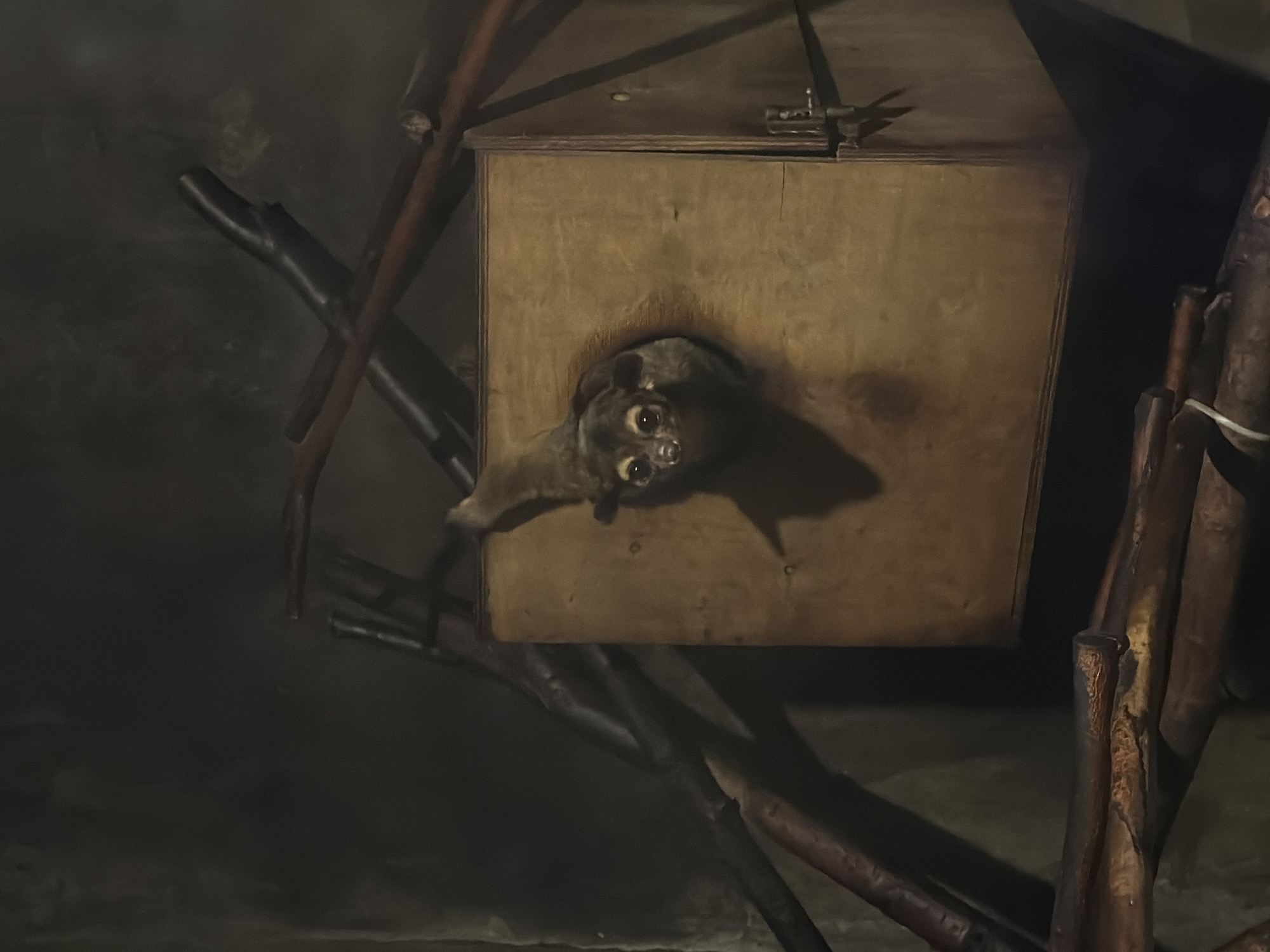A pygmy loris is peeking out of a rectangular wooden box. The box is positioned in the center of the frame, with its opening facing the viewer. The loris's head and front paws are visible, and its large, dark eyes are looking directly at the camera. The loris's fur is light brown and grey. The box is made of unfinished wood and has a simple latch on the right side. The background is dark and appears to be an indoor enclosure, possibly a zoo or wildlife sanctuary, with branches and other natural elements visible. The scene is dimly lit, suggesting it may be nighttime or an area with limited lighting. The location in the city of Akatovo, Russia is not evident from the image.