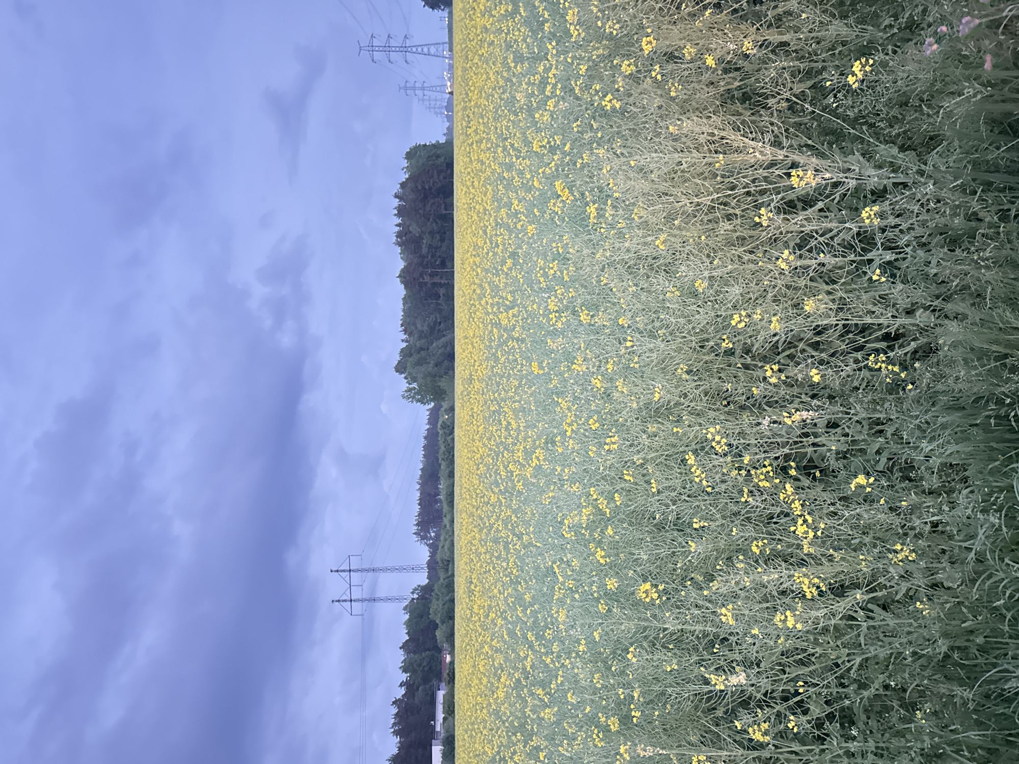The image displays an expansive agricultural field dominated by flowering plants with small yellow blossoms, likely rapeseed or canola, in the city of Saue, Estonia. The foreground shows dense green stalks topped with yellow flowers, while the field extends to the horizon. In the midground, a distinct band of dark green coniferous trees runs horizontally across the frame, separating the field from structures beyond. In the background, multiple large lattice-style electricity transmission towers (power pylons) are visible. One prominent pylon with a double mast stands in the left-center, with power lines extending laterally. To the right, a sequence of similar pylons recedes into the distance, with visible power lines connecting them. Faint structures, possibly buildings, are discernable behind the treeline on the left. The sky is heavily overcast with dark, cool-toned blue-grey clouds, indicating a dim, possibly late evening or heavily overcast daytime environment. No individuals, animals, or explicit actions are depicted.