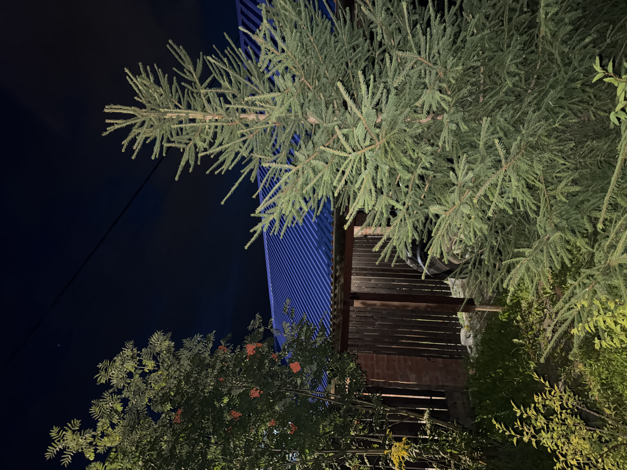 The image depicts a nighttime outdoor scene in Старое Михайловское, Russia. In the foreground, a large evergreen tree with dense green needles is prominent on the right side of the frame. To the left, a tree with clusters of red berries is partially visible. Behind these trees, a wooden fence with vertical planks separates the yard from a structure with a blue, corrugated metal roof. The sky is dark, indicating it is nighttime. The overall impression is of a rural or suburban backyard at night.
