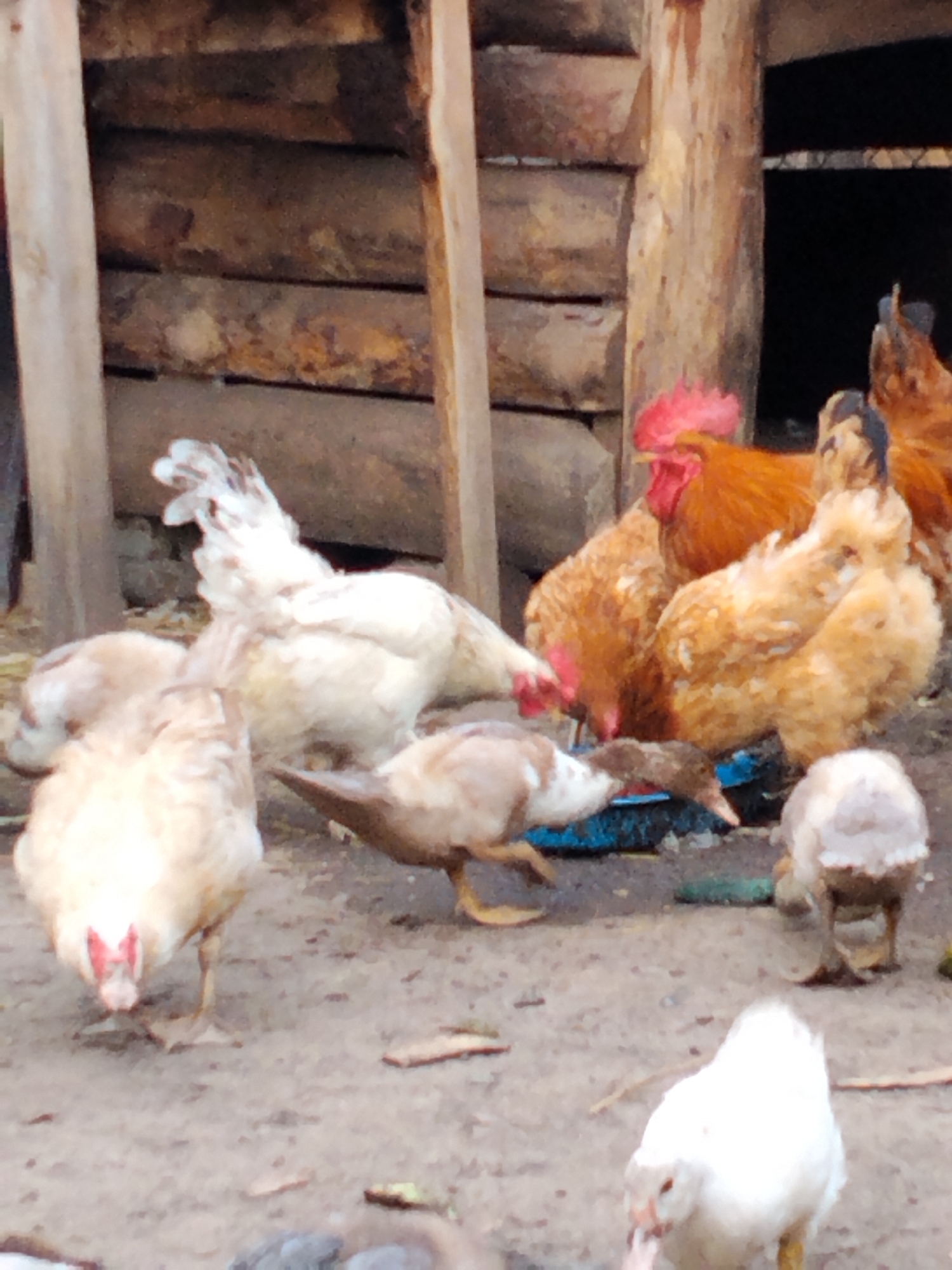 The image depicts a rural scene likely in Ustyvytsia, Ukraine, featuring a collection of poultry near a wooden structure. In the foreground, several chickens and ducks are present. One duck, brown and white, is bending down to drink from a blue feeder. To the left, a light-colored chicken with a red wattle faces the viewer. Behind it, another light-colored chicken is mostly visible, facing away.
In the middle ground, a prominent rooster with reddish-orange and black plumage stands alert, its bright red comb and wattles clearly visible. Beside it, a fluffy, golden-brown chicken is also present. Further back, a few more chickens are visible, some appearing to be brown or orange.
The background consists of a rustic wooden building, constructed with horizontal logs and vertical wooden supports. The ground is covered with dirt and scattered debris, indicative of an outdoor farm environment. The overall lighting suggests it is daytime, with natural light illuminating the scene.
