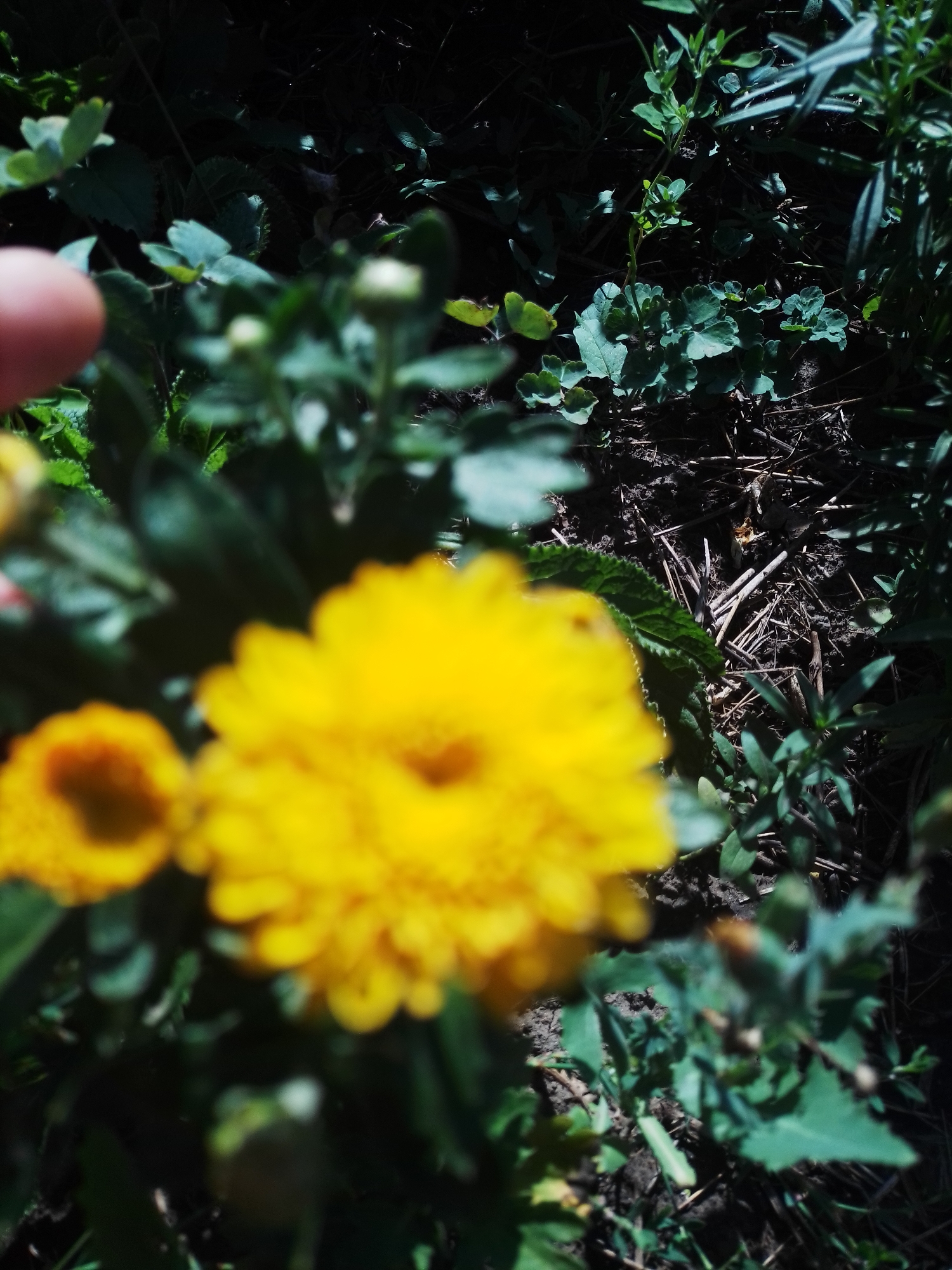 The image depicts a close-up, outdoor view of yellow flowers and green foliage on a dark, soil-covered ground, likely in a garden or natural setting. The lighting suggests it's daytime, with some areas heavily shaded. A blurred, pinkish object, possibly a human finger, is visible in the upper left corner, interacting with the scene. The focus is on the vibrant yellow petals of the flowers and the textured green leaves. The overall impression is one of natural beauty, with a hint of human presence. The specific location in Ustyvytsia, Ukraine, is not discernible from the visual information provided.