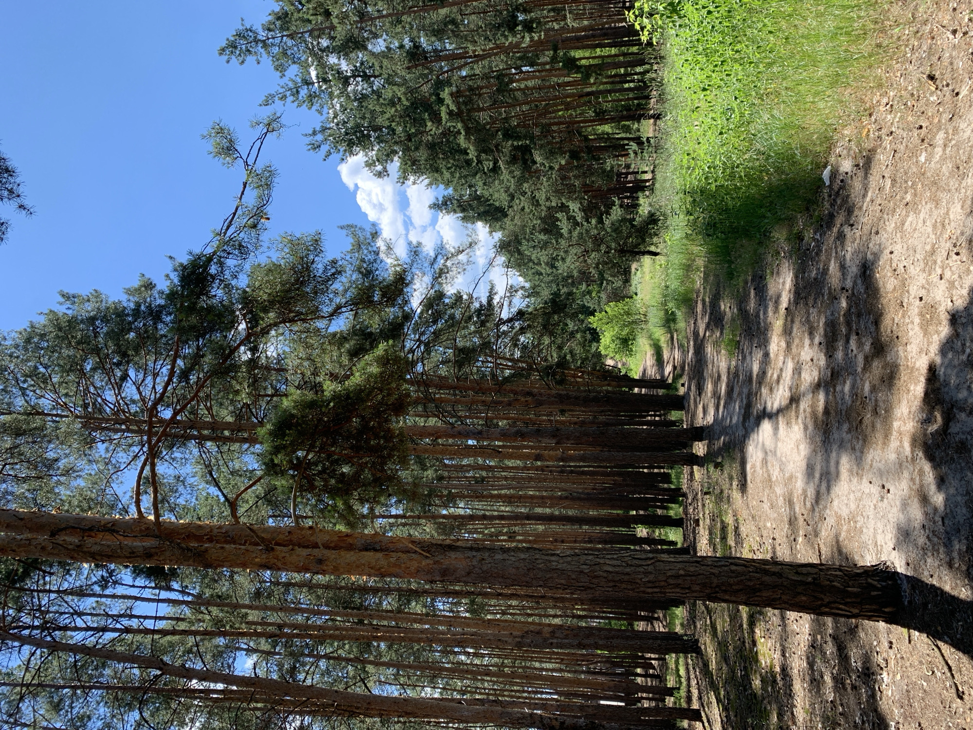 The image depicts a sunny day in a pine forest near Hostomel, Ukraine. A dirt path winds through the trees, casting dappled shadows on the ground. The trees are tall and densely packed, with their trunks forming a vertical line on either side of the path. The sky above is a clear blue, with a few fluffy white clouds. Lush green grass and undergrowth line the sides of the path, with some sparse vegetation visible in the distance. The overall scene conveys a sense of natural beauty and tranquility.